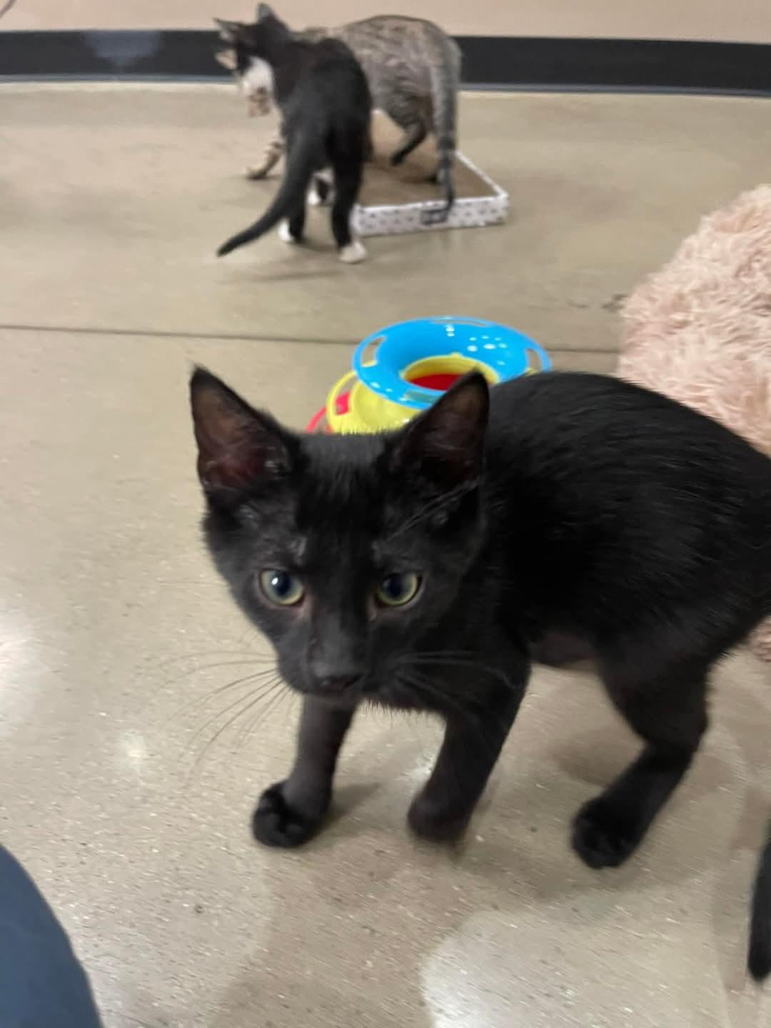 Uno, Rubiks, Domino & Jenga, a Adopted American Bobtail in Chillicothe, OH image 4/6