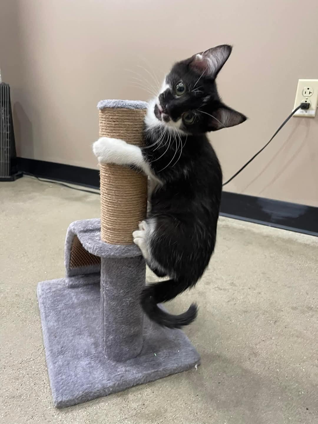Uno, Rubiks, Domino & Jenga, Adopted, Kitten Male American Bobtail.