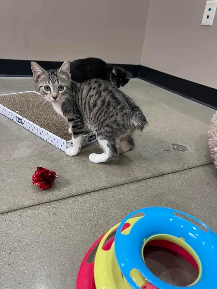 Uno, Rubiks, Domino & Jenga, a Adopted American Bobtail in Chillicothe, OH image 6/6