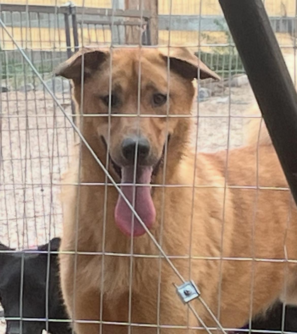 Enlarge Cody, an adopted mixed breed in Longmont, CO image 1/1