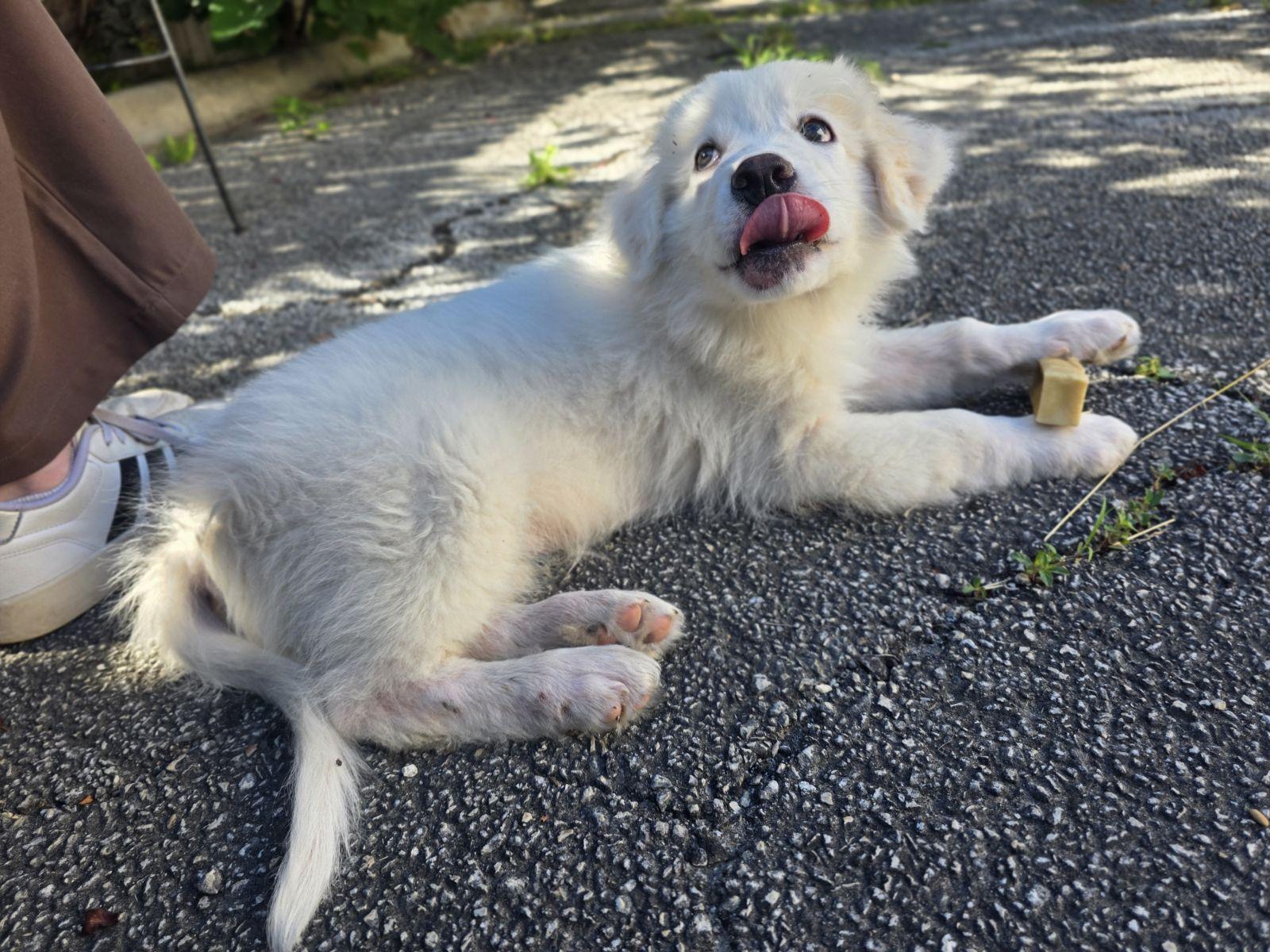 Boaz, an adopted Great Pyrenees in Luling, TX image 5/6