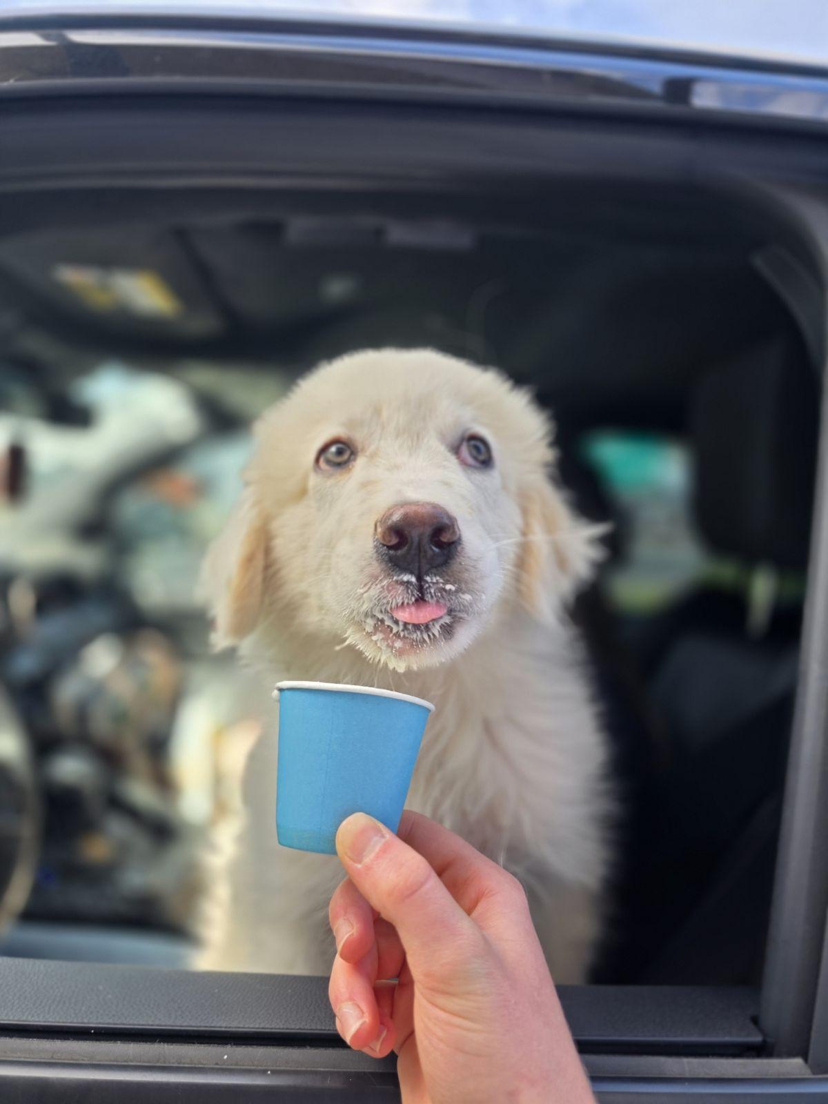 Boaz, an adopted Great Pyrenees in Luling, TX image 3/6