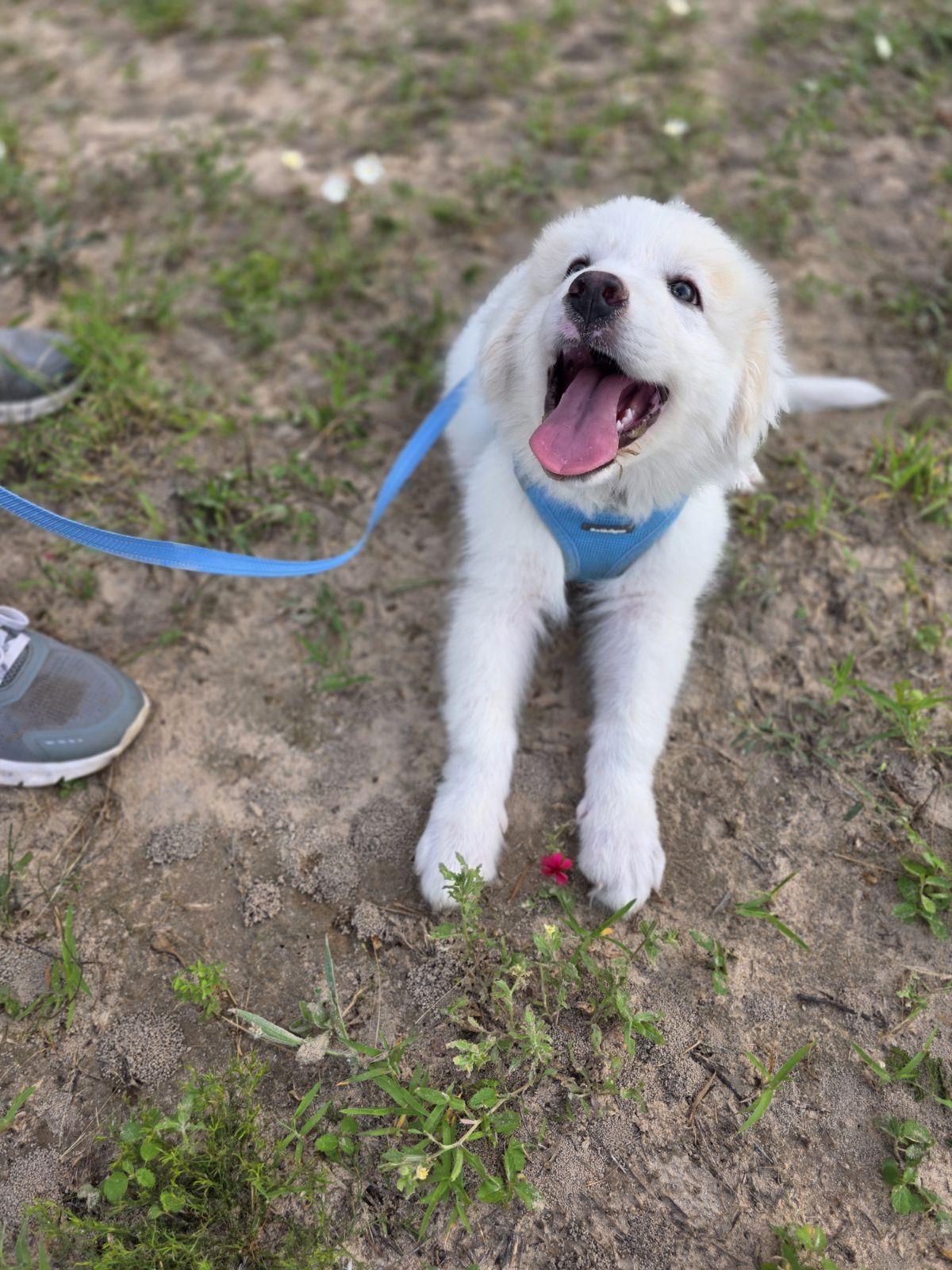 Boaz, an adopted Great Pyrenees in Luling, TX image 6/6