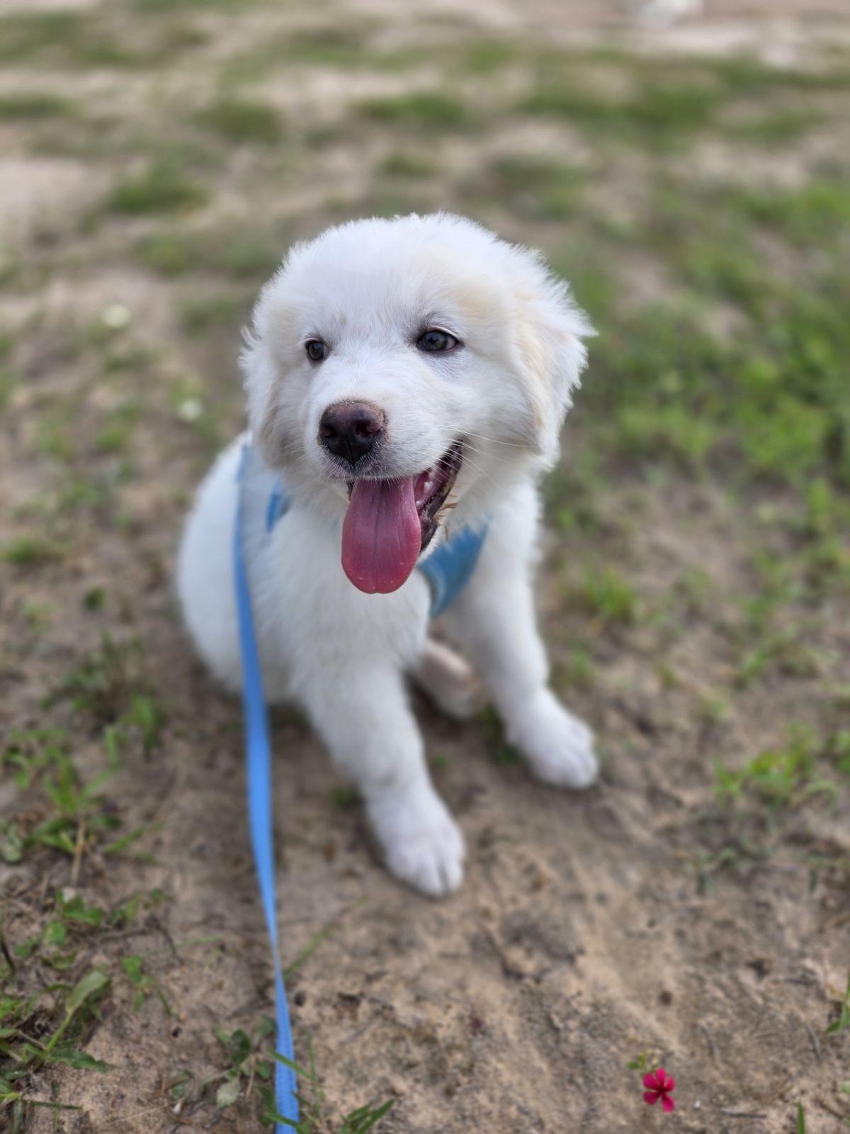 Boaz, adopted, Puppy Male Great Pyrenees.