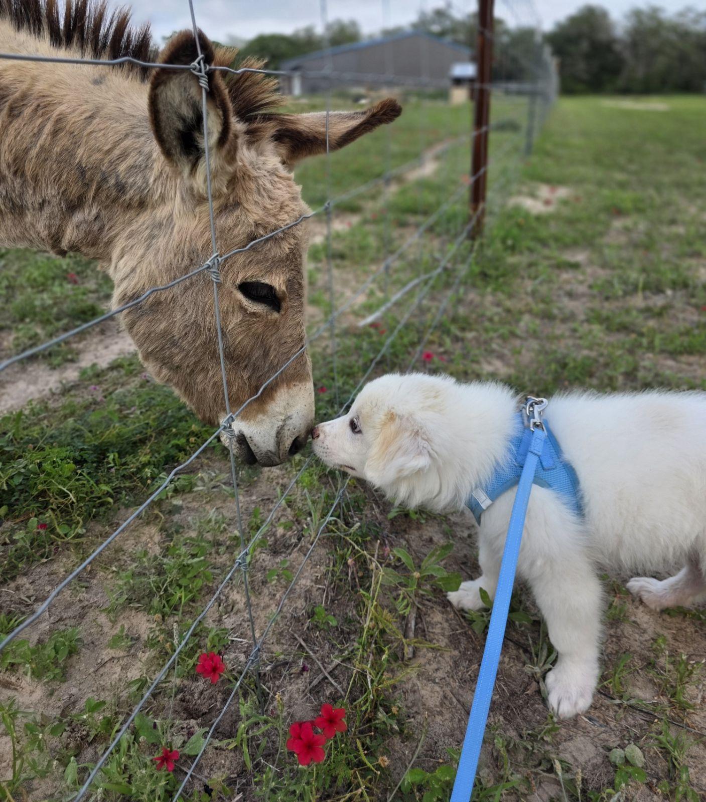 Boaz, an adopted Great Pyrenees in Luling, TX image 4/6