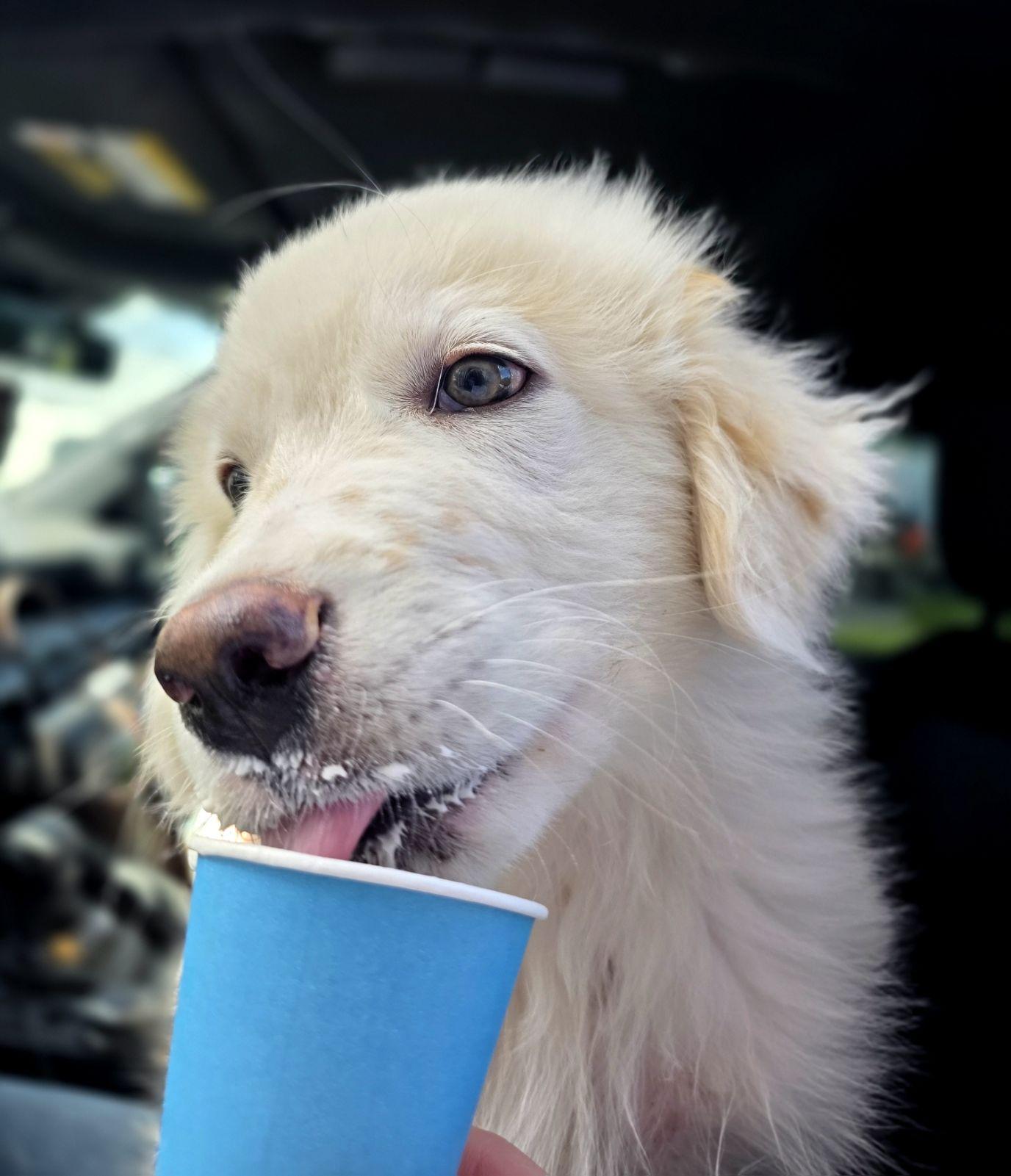 Boaz, an adopted Great Pyrenees in Luling, TX image 2/6