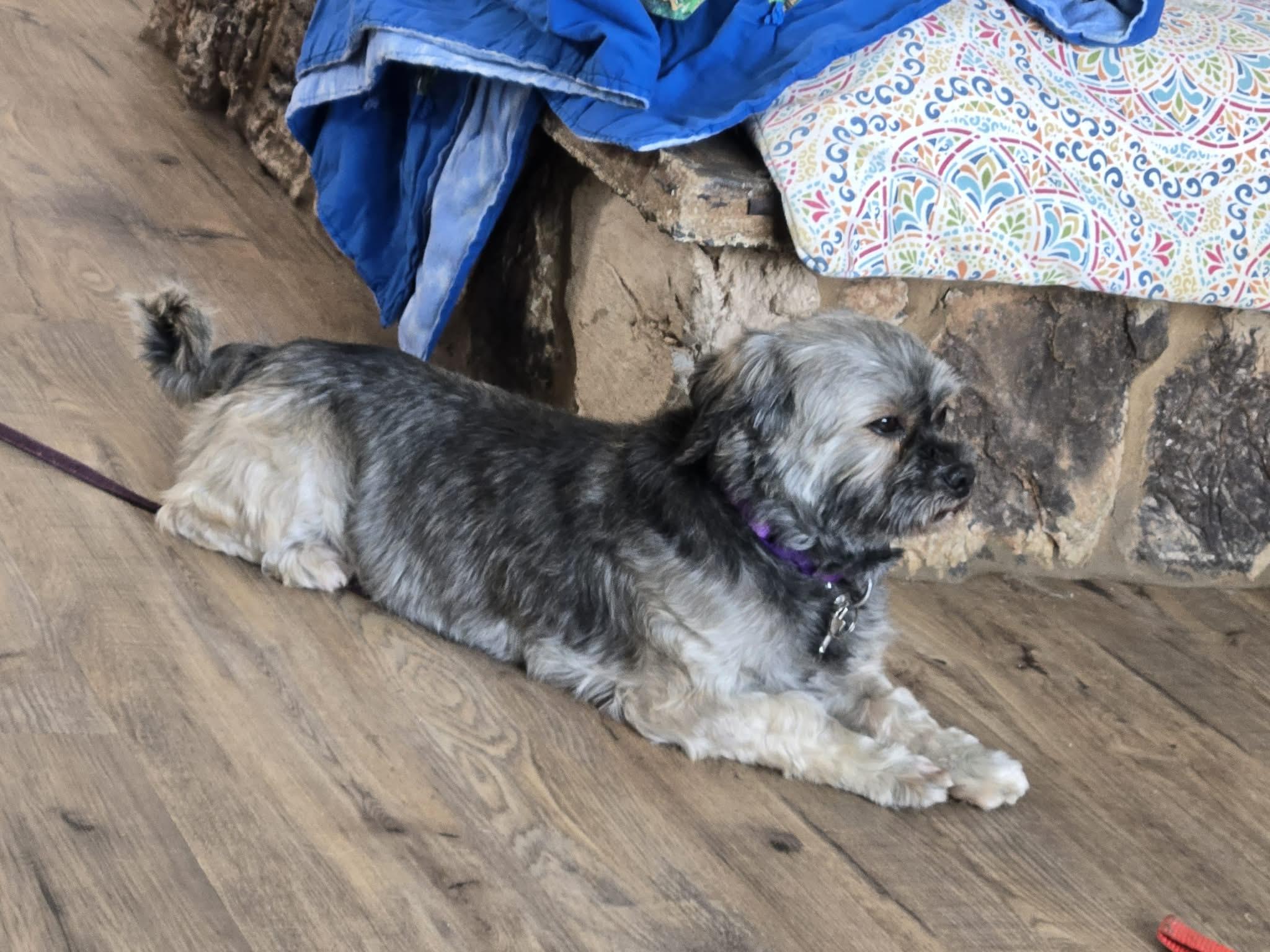 Enlarge Luna. ADOPTED, an adopted Shih Tzu in Union Grove, WI image 3/3