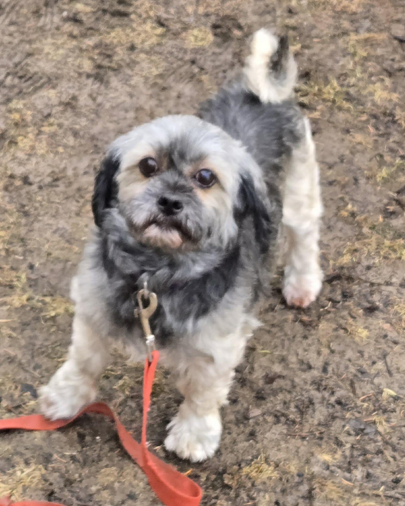 Enlarge Luna. ADOPTED, an adopted Shih Tzu in Union Grove, WI image 2/3