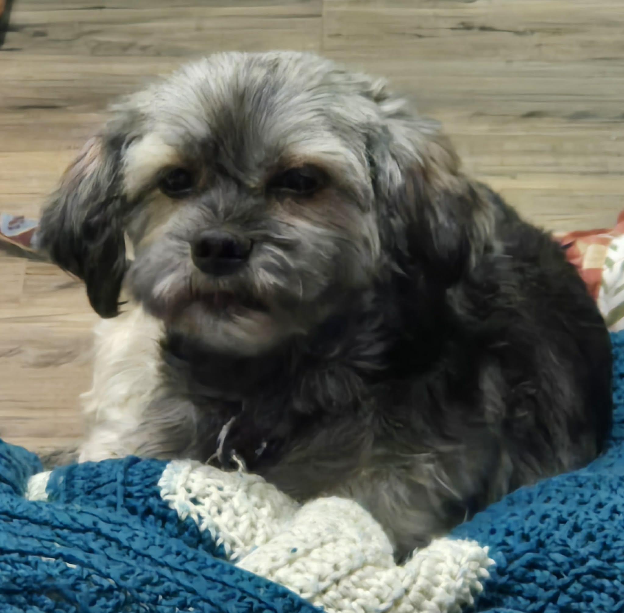 Enlarge Luna. ADOPTED, an adopted Shih Tzu in Union Grove, WI image 1/3