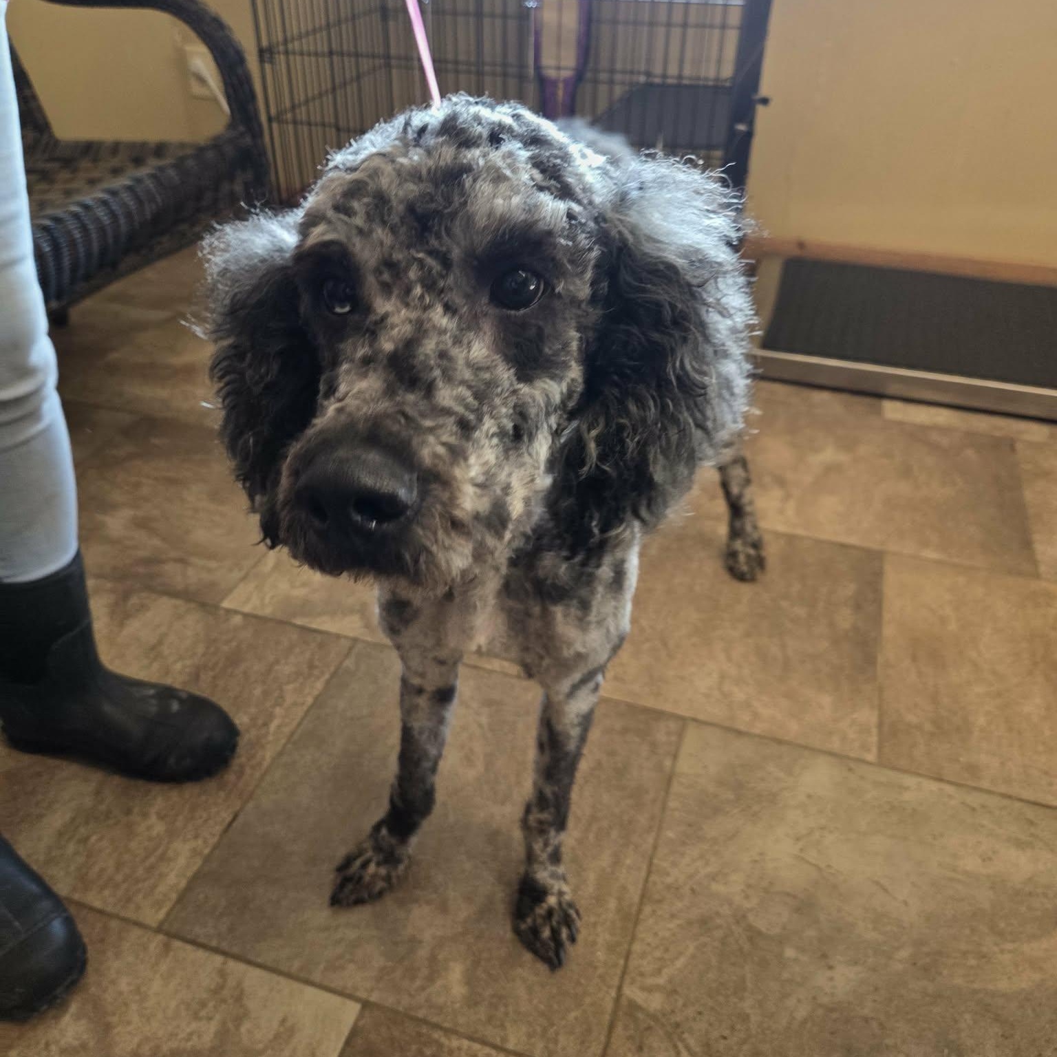 Rex, Adoptable, Young Male Aussiedoodle.