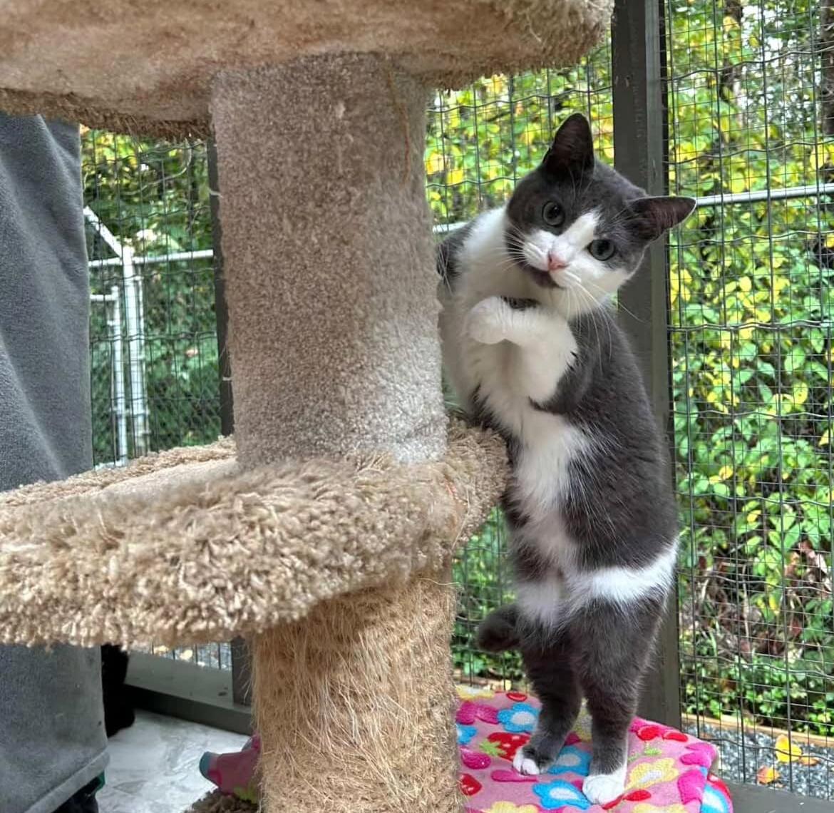 Enlarge Liclicbite, a Adoptable Domestic Short Hair in Maple Ridge, BC image 3/4