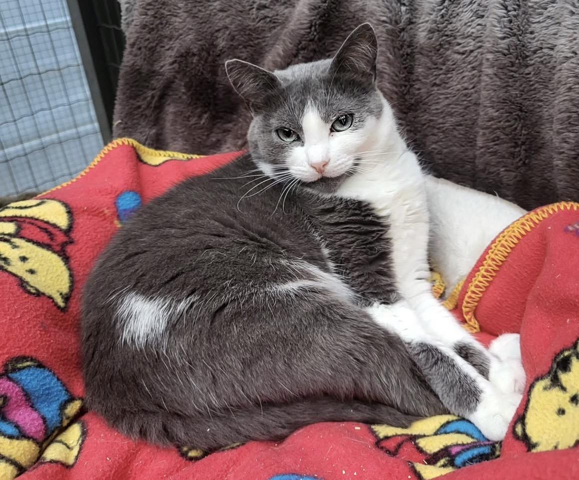 Liclicbite, Adoptable, Young Female Domestic Short Hair.