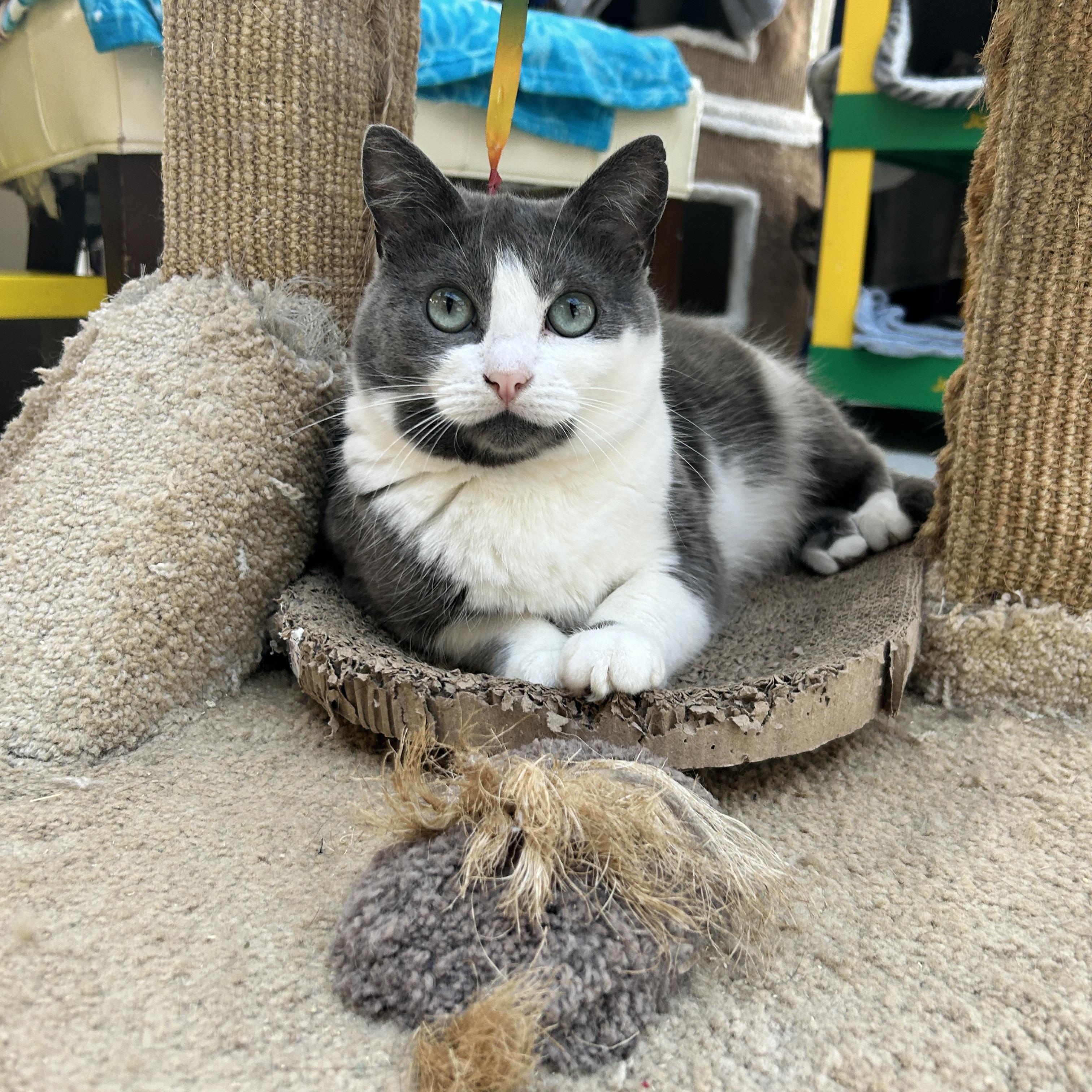 Liclicbite, Adoptable, Young Female Domestic Short Hair.