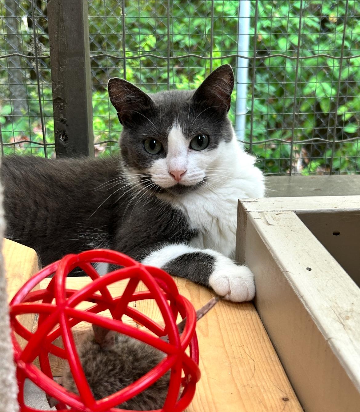 Enlarge Liclicbite, a Adoptable Domestic Short Hair in Maple Ridge, BC image 2/4