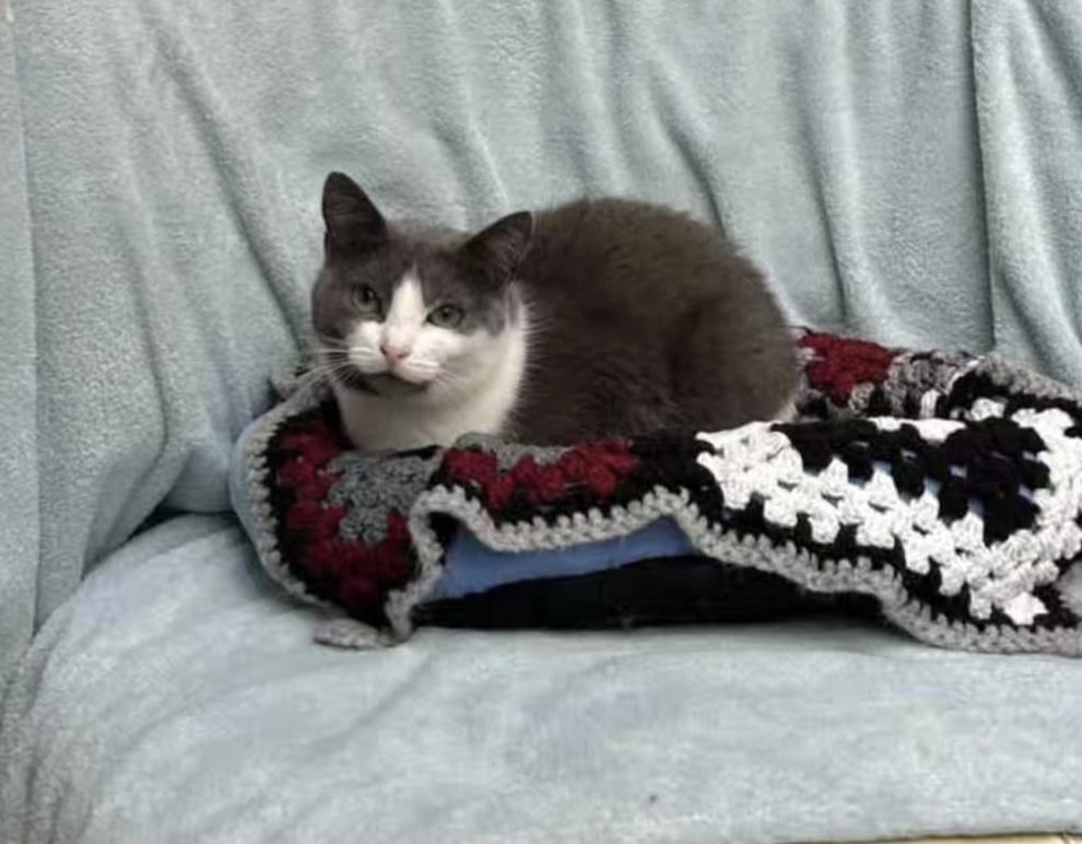 Enlarge Liclicbite, a Adoptable Domestic Short Hair in Maple Ridge, BC image 4/4