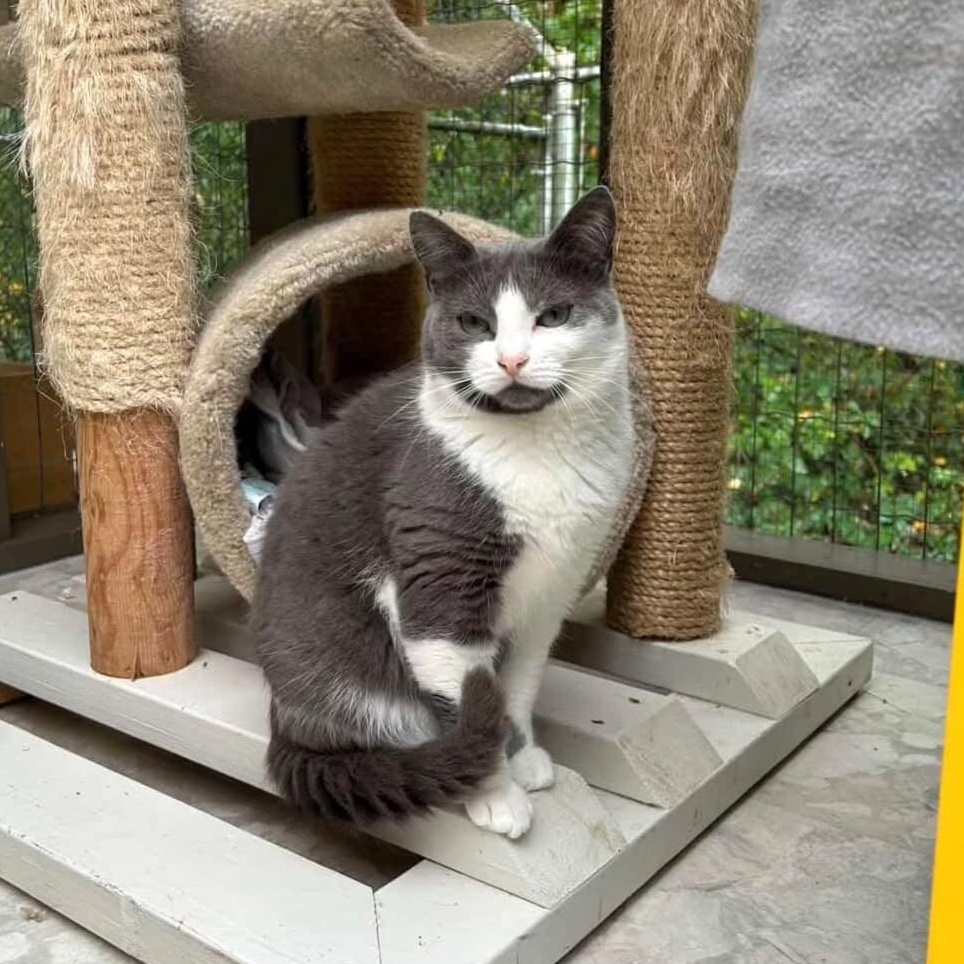 Enlarge Liclicbite, a Adoptable Domestic Short Hair in Maple Ridge, BC image 1/4