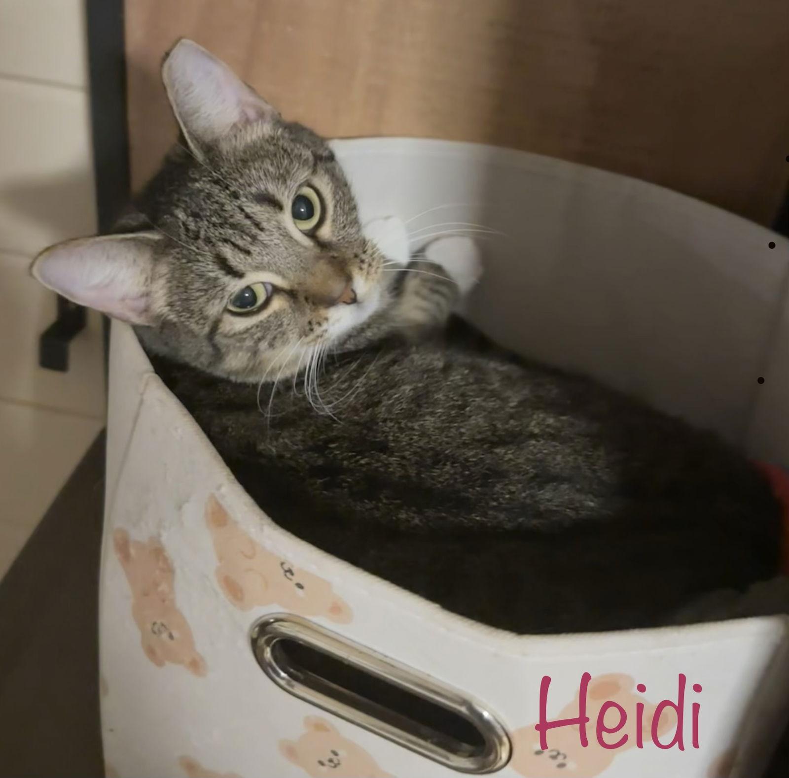 Enlarge Heidi, a Adoptable Domestic Short Hair in Longwood, FL image 1/3