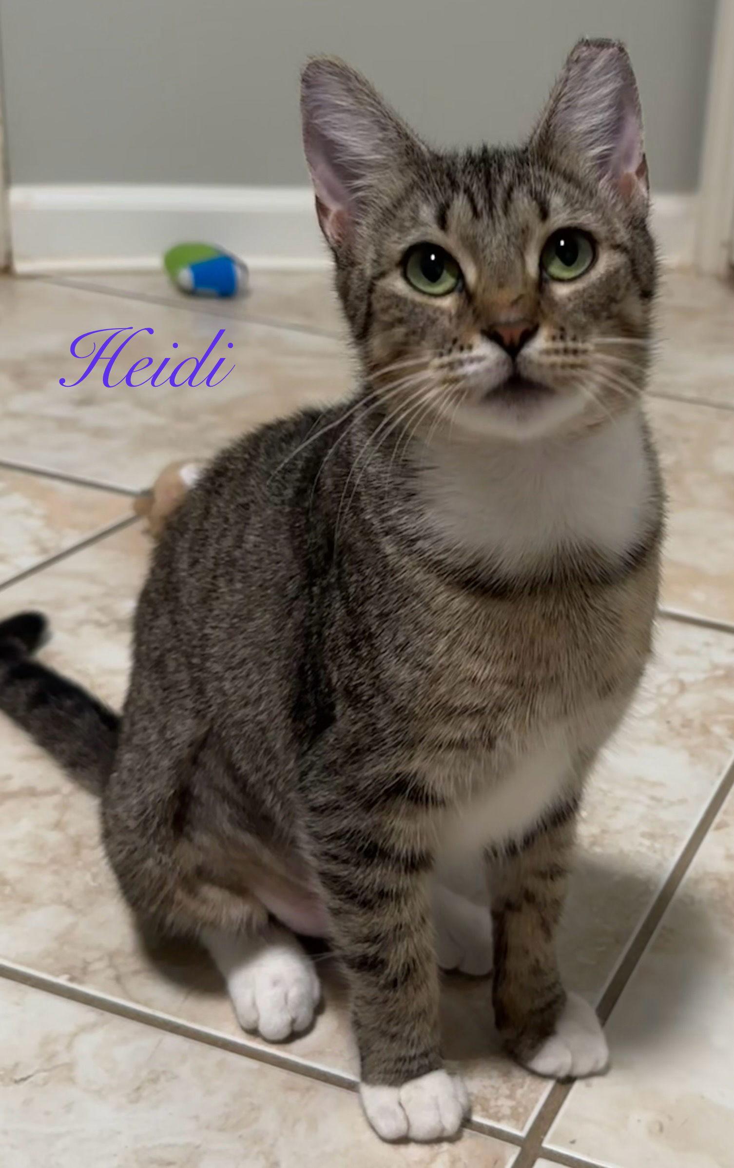 Enlarge Heidi, a Adoptable Domestic Short Hair in Longwood, FL image 2/3