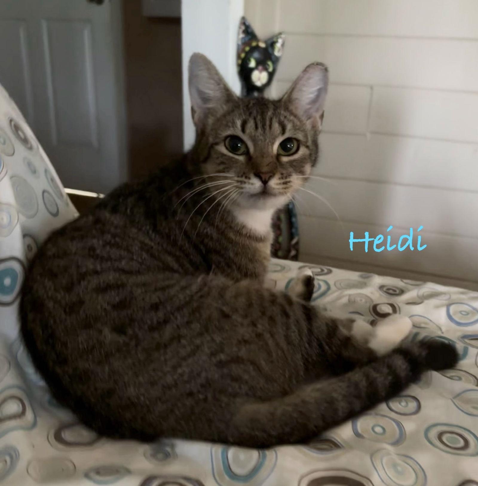 Enlarge Heidi, a Adoptable Domestic Short Hair in Longwood, FL image 3/3