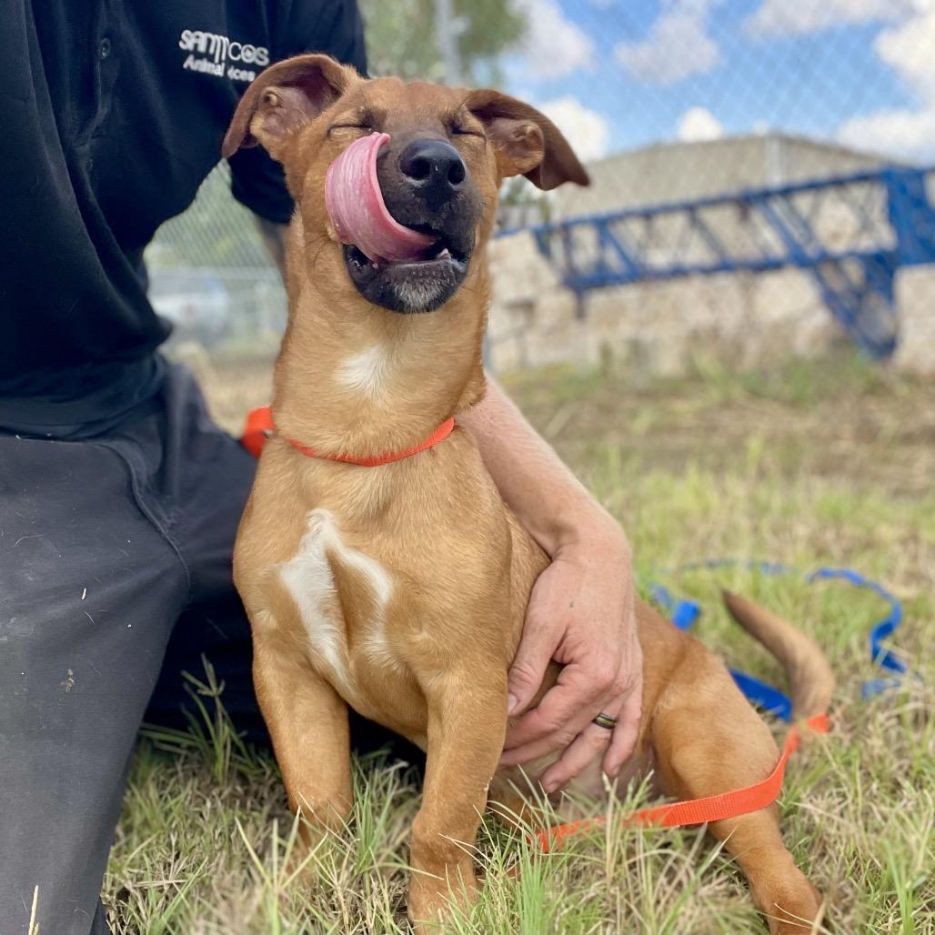 Enlarge Corey, a Adoptable mixed breed in Wimberley, TX image 1/4
