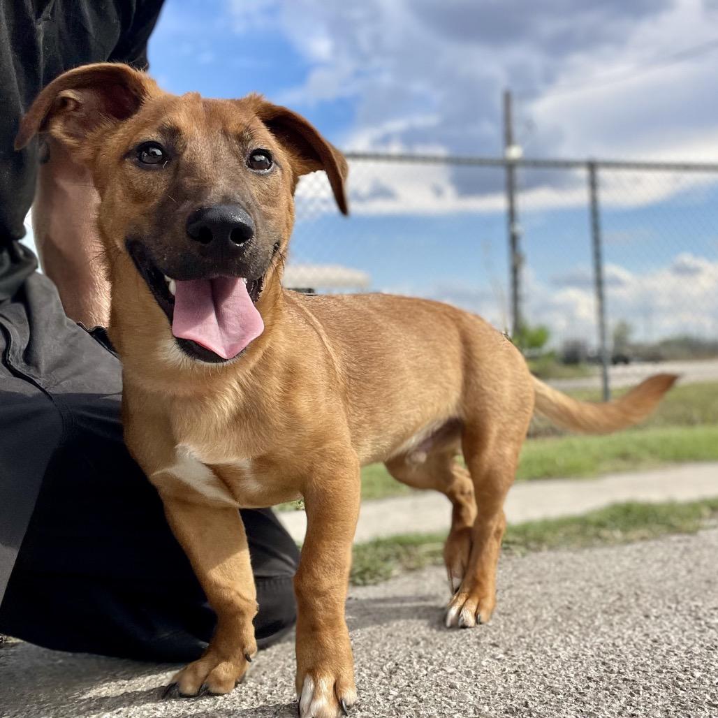 Enlarge Corey, a Adoptable mixed breed in Wimberley, TX image 2/4
