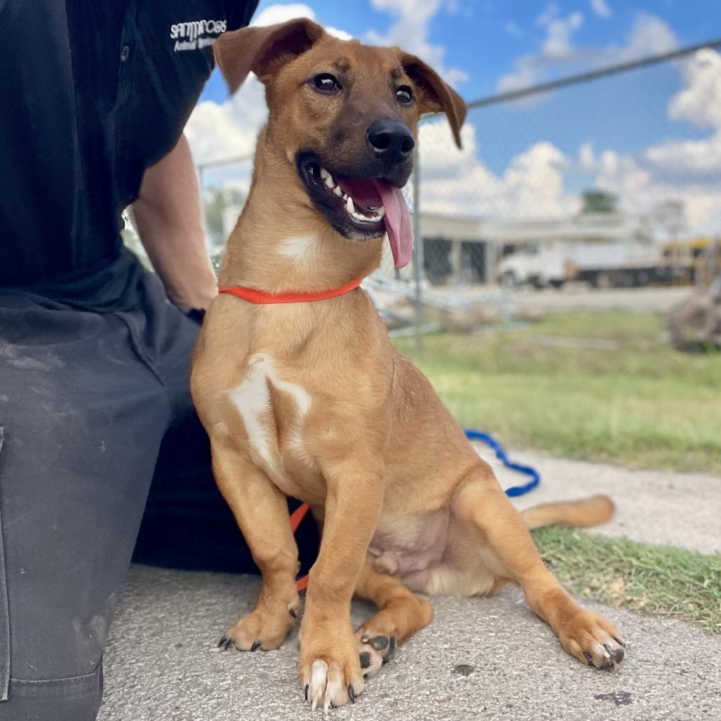 Enlarge Corey, a Adoptable mixed breed in Wimberley, TX image 3/4
