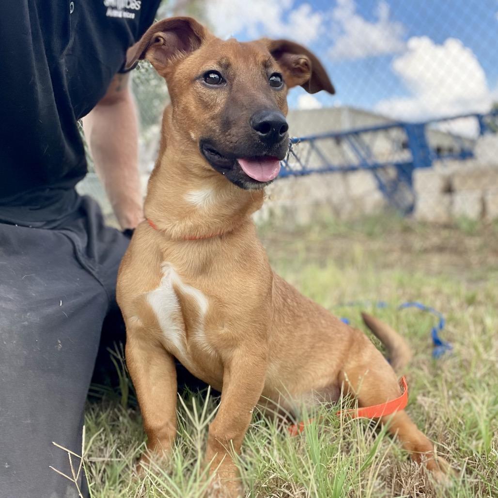 Enlarge Corey, a Adoptable mixed breed in Wimberley, TX image 4/4