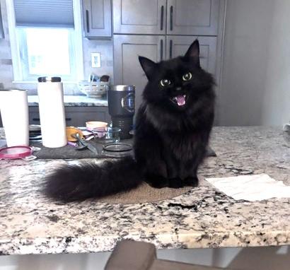 ARIEL, ADOPTABLE, Young Female Maine Coon & Domestic Long Hair.
