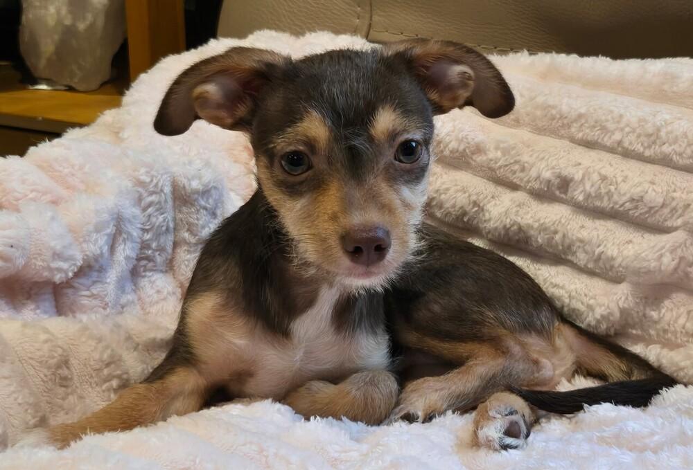 Pecan, Adoptable, Puppy Male Chihuahua & Yorkshire Terrier.