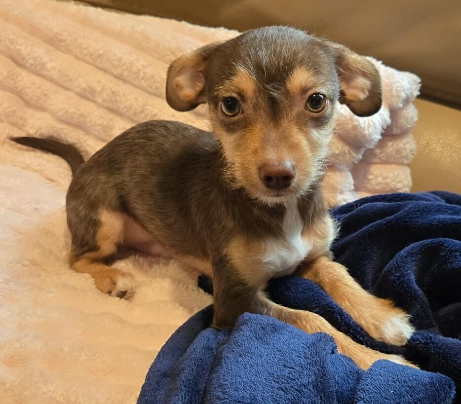 Enlarge Pecan, a Adoptable mixed breed in New Braunfels, TX image 2/4