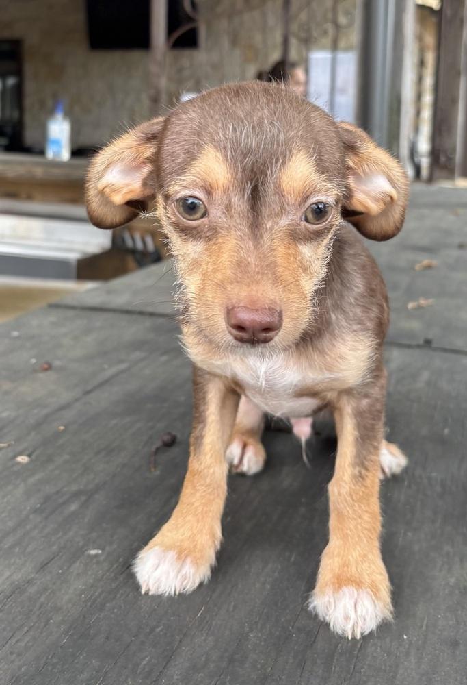 Enlarge Pecan, a Adoptable mixed breed in New Braunfels, TX image 3/4