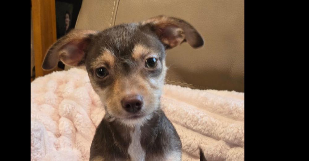Enlarge Pecan, a Adoptable mixed breed in New Braunfels, TX image 4/4