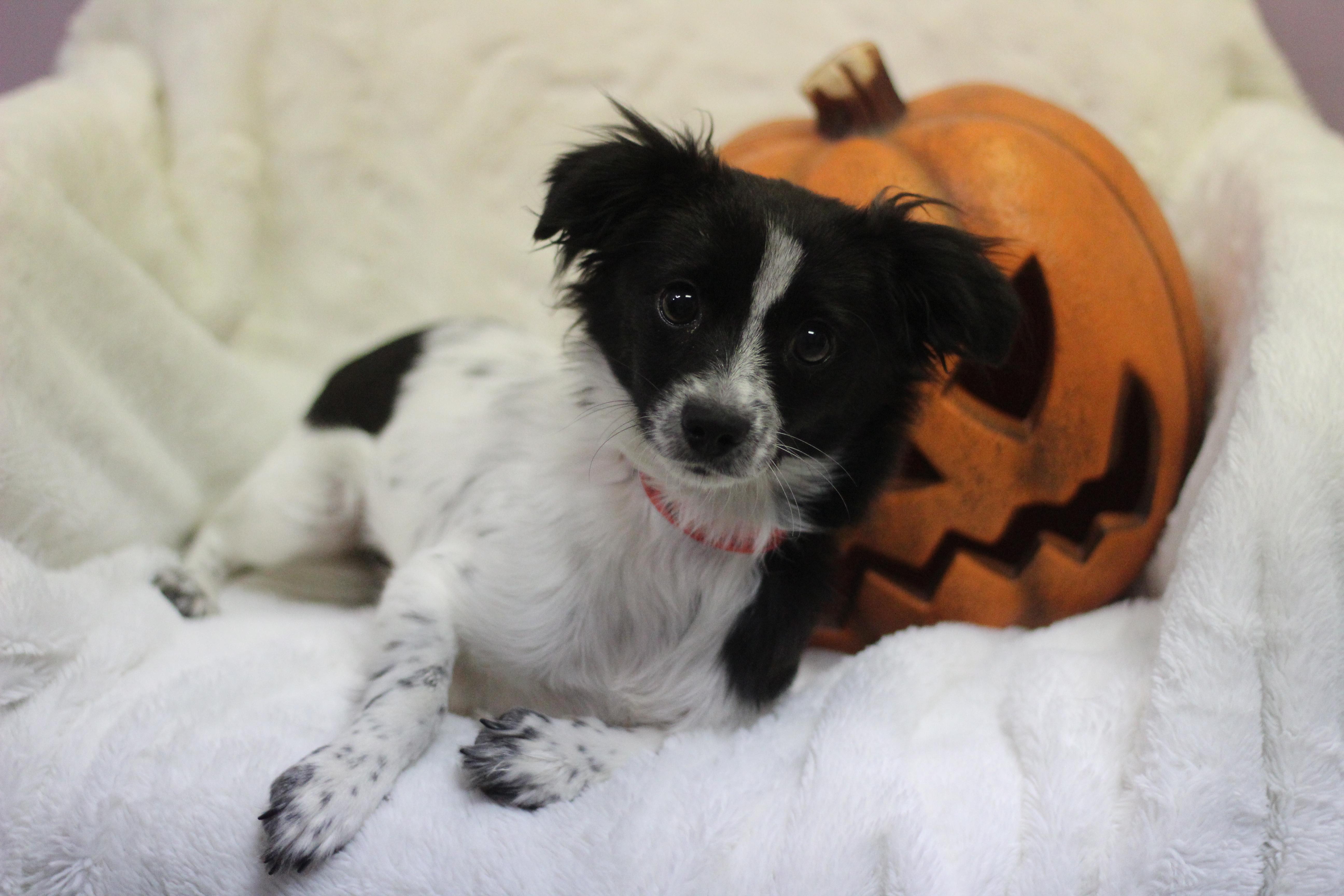 Enlarge Eloise the Second in NH. Come Meet our Adoptable Dogs Wednesday-Saturday. More info in Bio, a Adopted mixed breed in Manchester, NH image 2/4