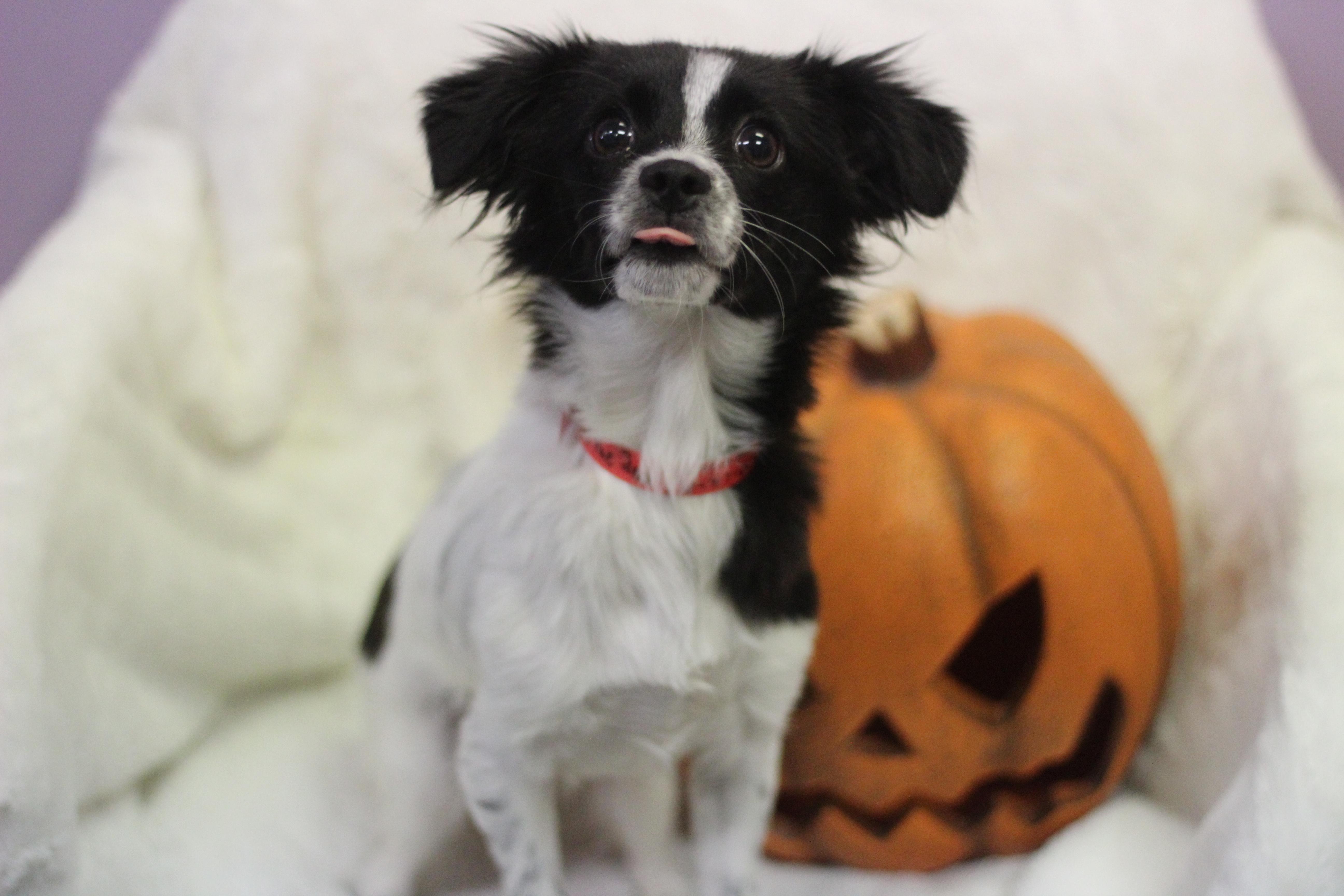 Enlarge Eloise the Second in NH. Come Meet our Adoptable Dogs Wednesday-Saturday. More info in Bio, a Adopted mixed breed in Manchester, NH image 3/4