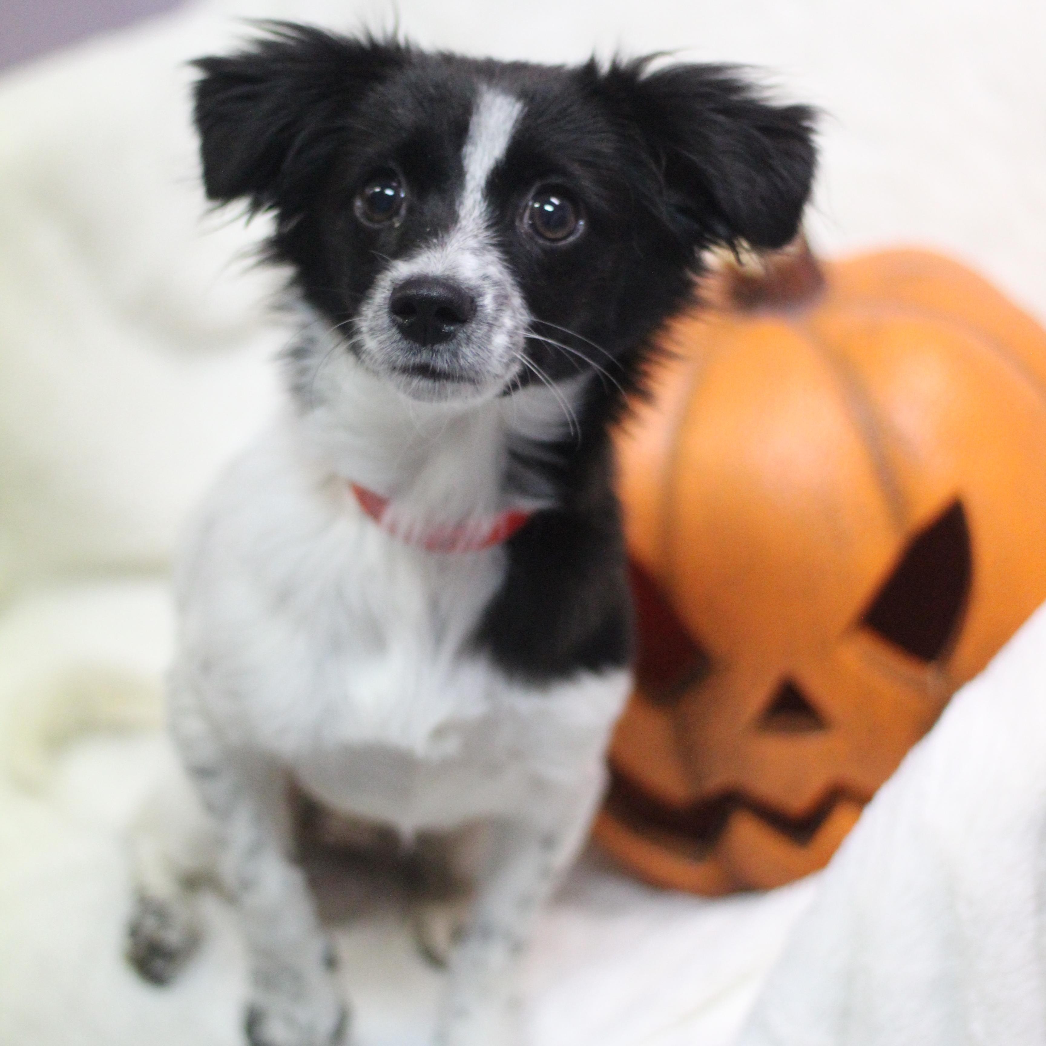 Enlarge Eloise the Second in NH. Come Meet our Adoptable Dogs Wednesday-Saturday. More info in Bio, a Adopted mixed breed in Manchester, NH image 1/4