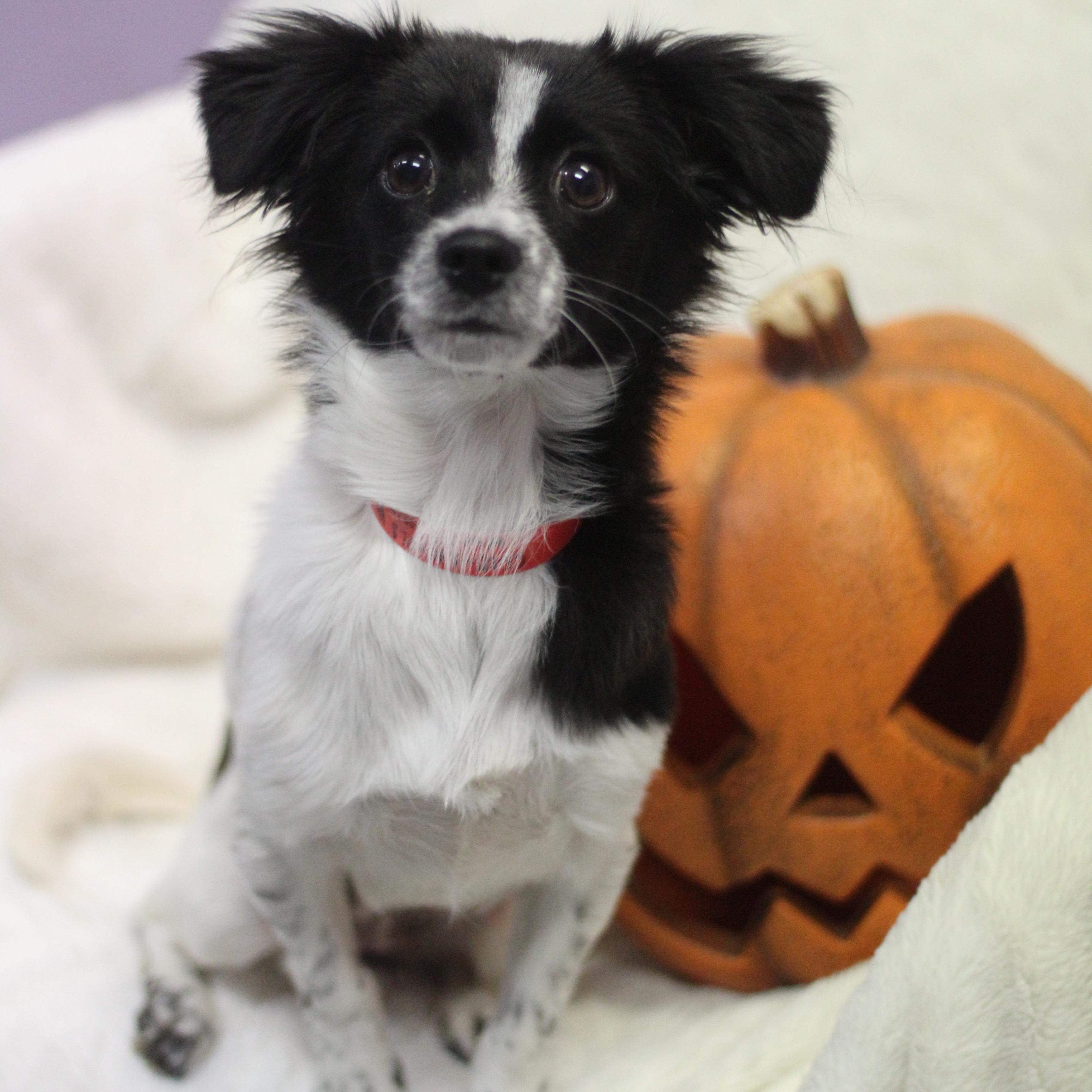 Enlarge Eloise the Second in NH. Come Meet our Adoptable Dogs Wednesday-Saturday. More info in Bio, a Adopted mixed breed in Manchester, NH image 4/4