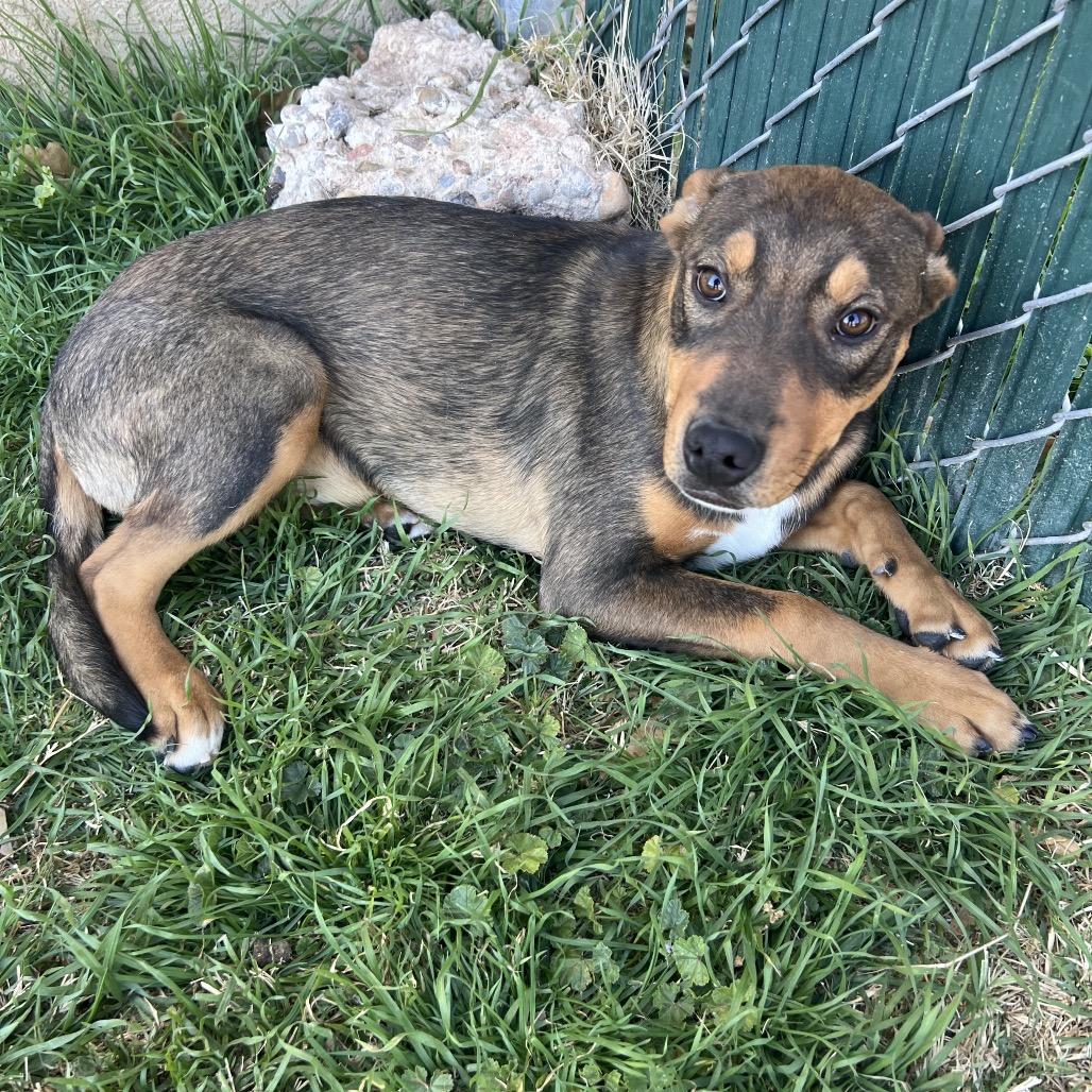 Marker, Adoptable, Young Male Mixed Breed.