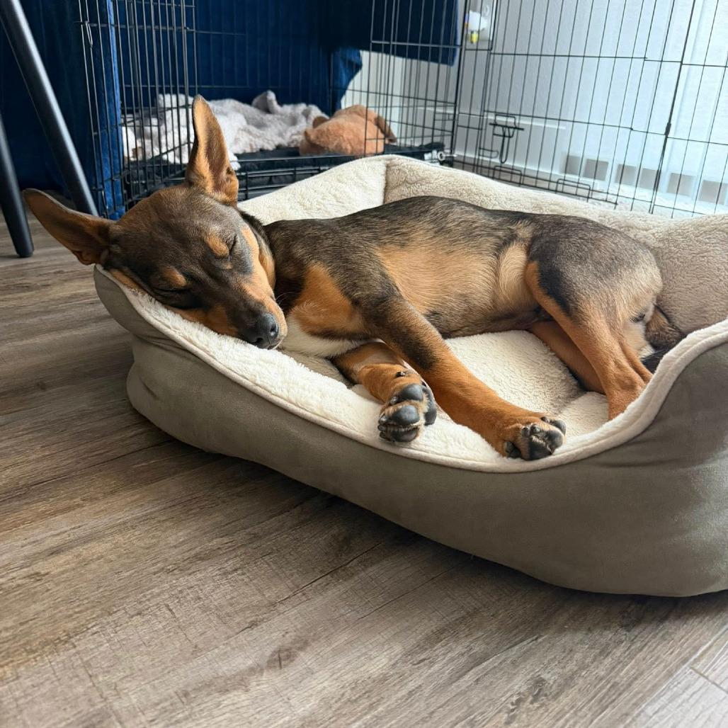 Enlarge Marker, a Adoptable Mixed Breed in Boone, IA image 2/3