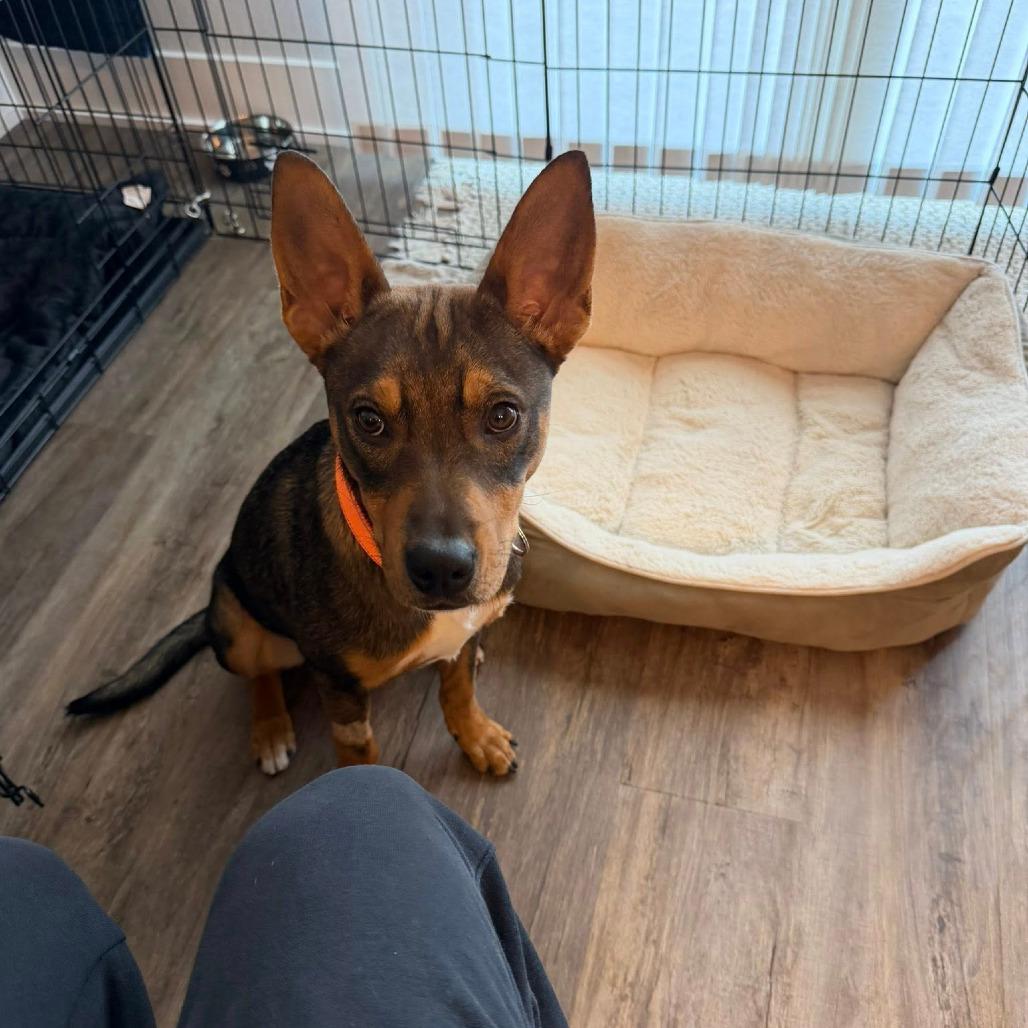 Enlarge Marker, a Adoptable Mixed Breed in Boone, IA image 3/3