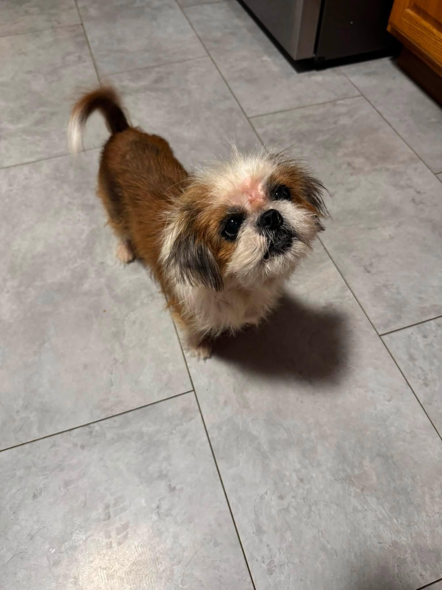 Flo, adopted, Senior Female Shih Tzu.