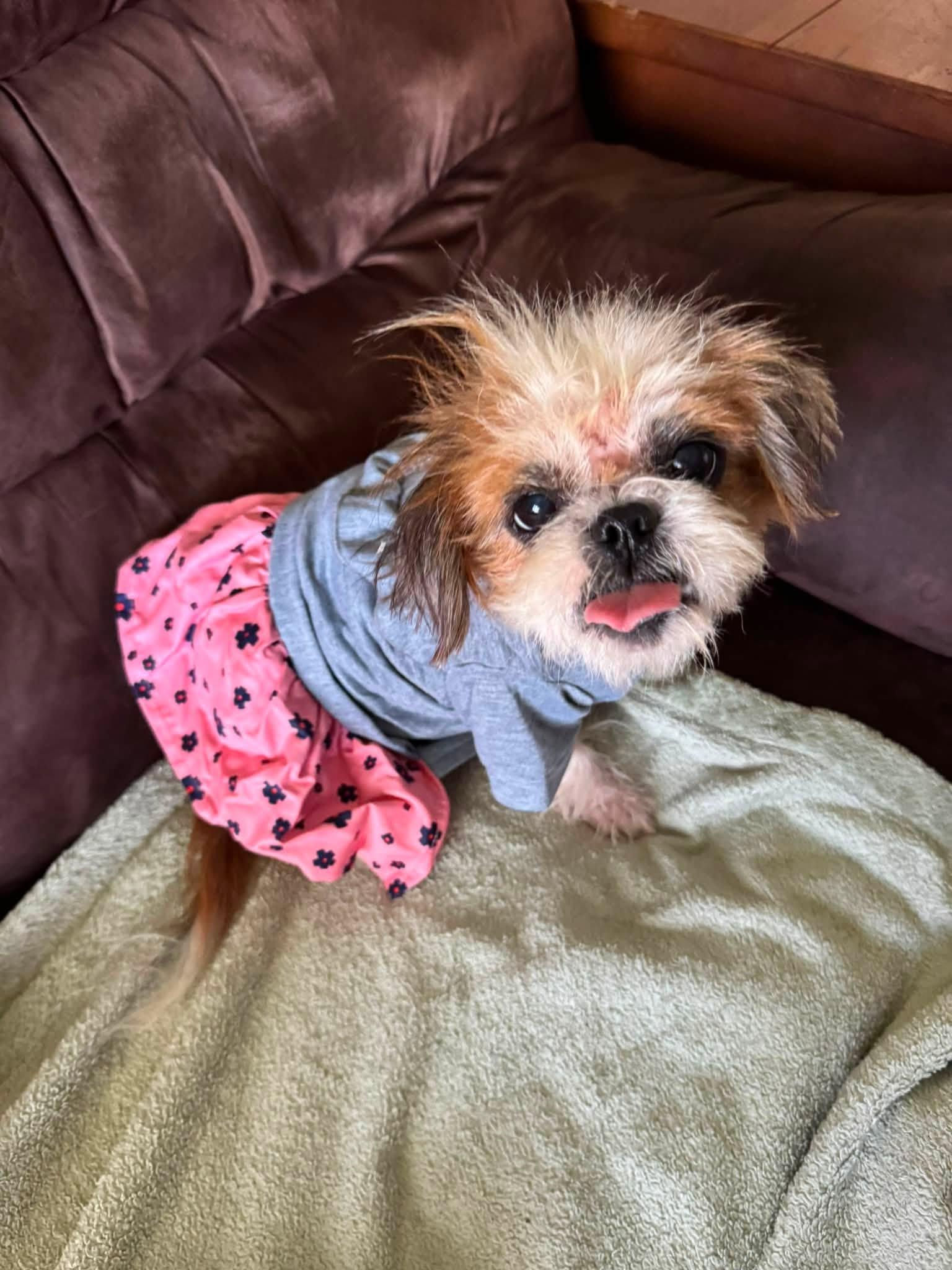 Flo, an adopted mixed breed in BLOOMINGTON, NY image 3/4