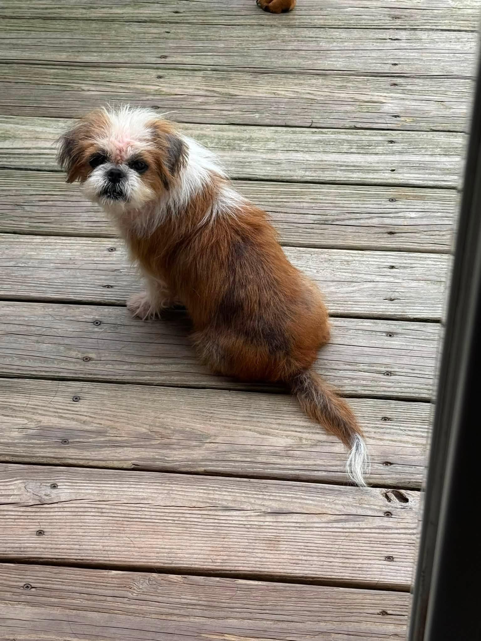 Flo, an adopted mixed breed in BLOOMINGTON, NY image 2/4