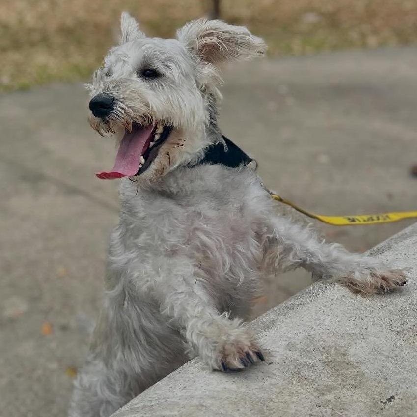 Oatmeal — thumbnail 3