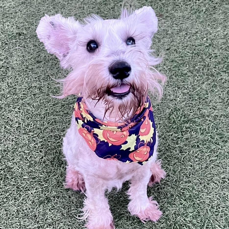 Oatmeal — thumbnail 4