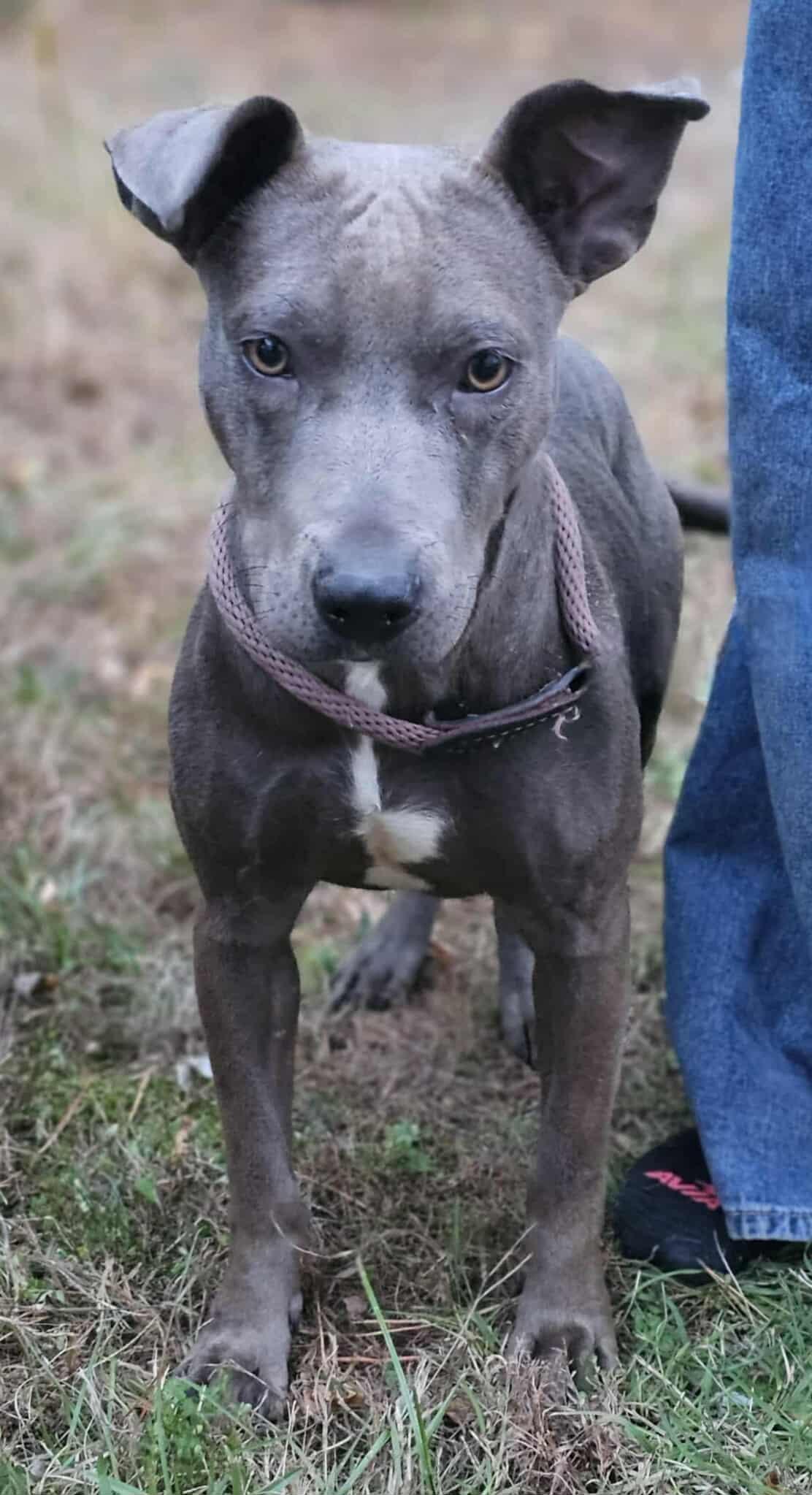 Enlarge Cara, a Adoptable American Bully in Fort Payne, AL image 1/4