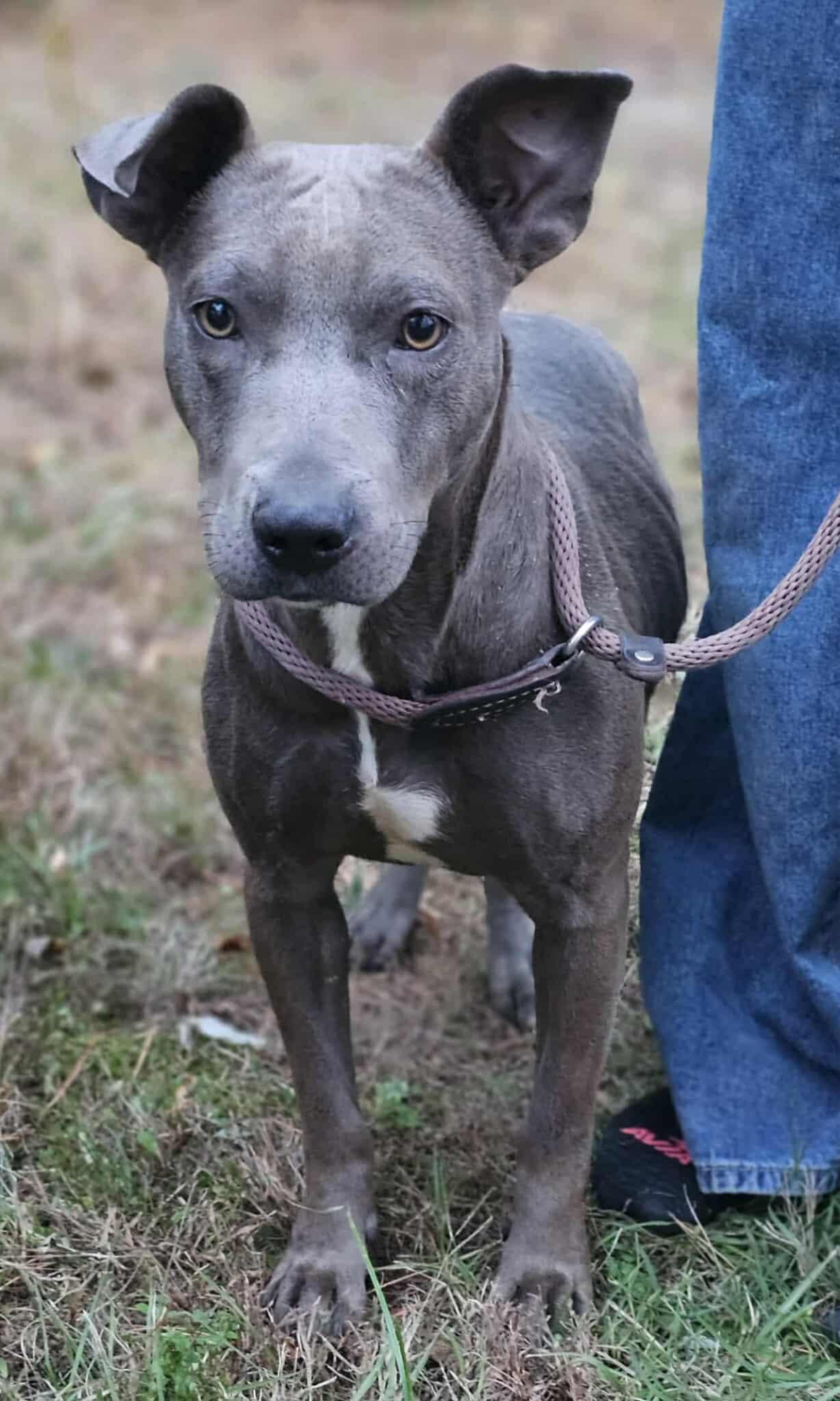 Enlarge Cara, a Adoptable American Bully in Fort Payne, AL image 3/4