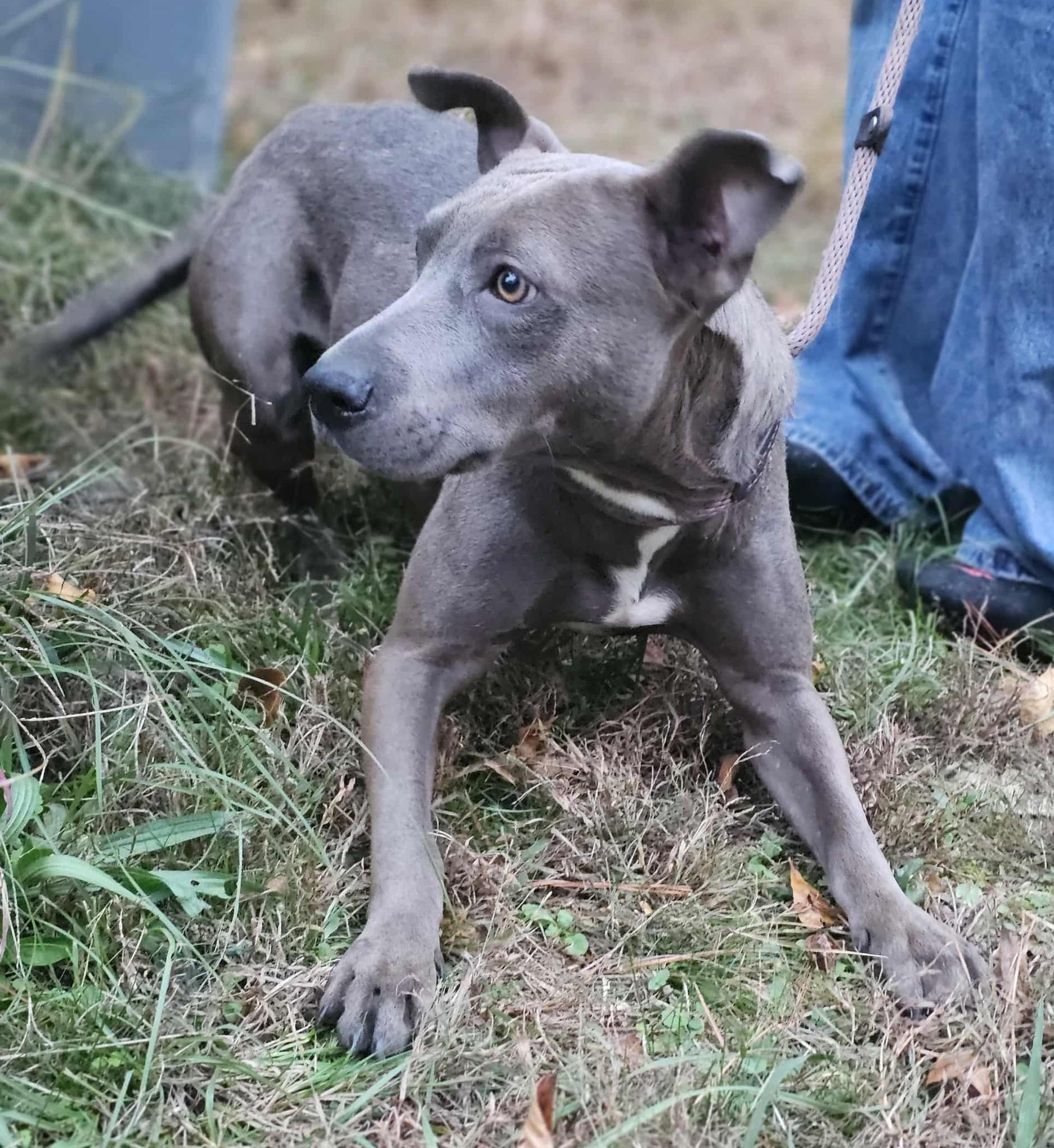 Enlarge Cara, a Adoptable American Bully in Fort Payne, AL image 4/4