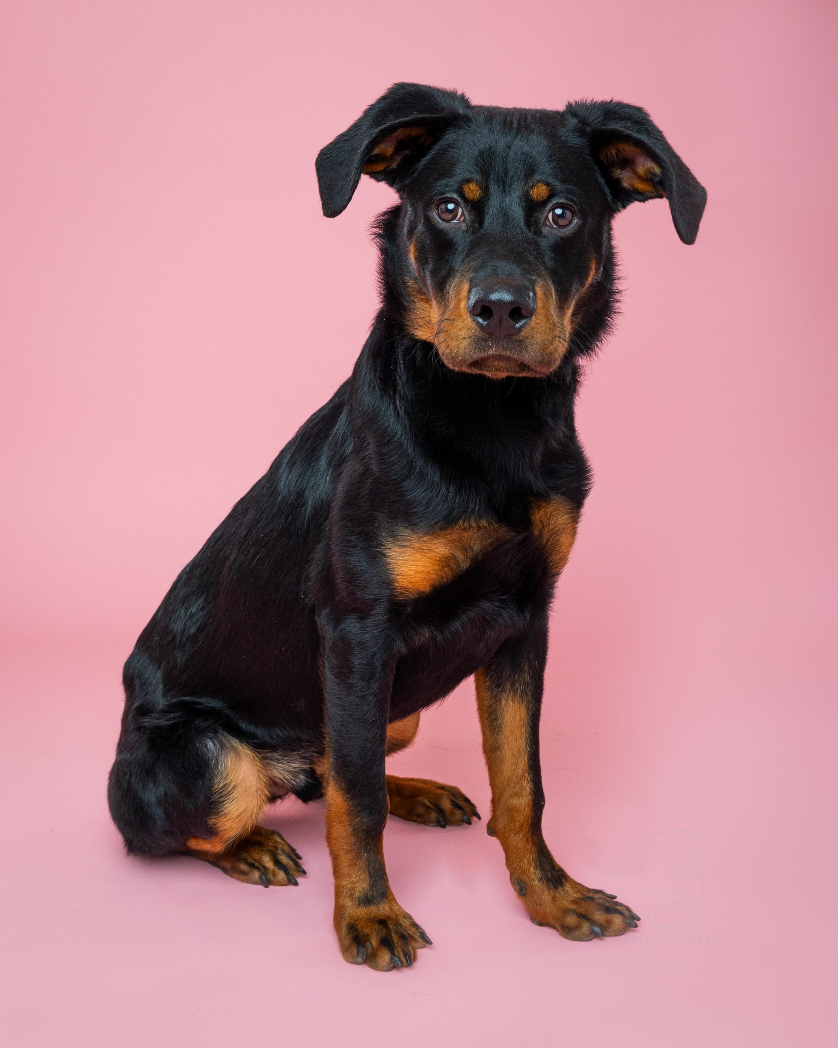 Enlarge Smalls, a ADOPTABLE mixed breed in Fort Collins, CO image 3/6