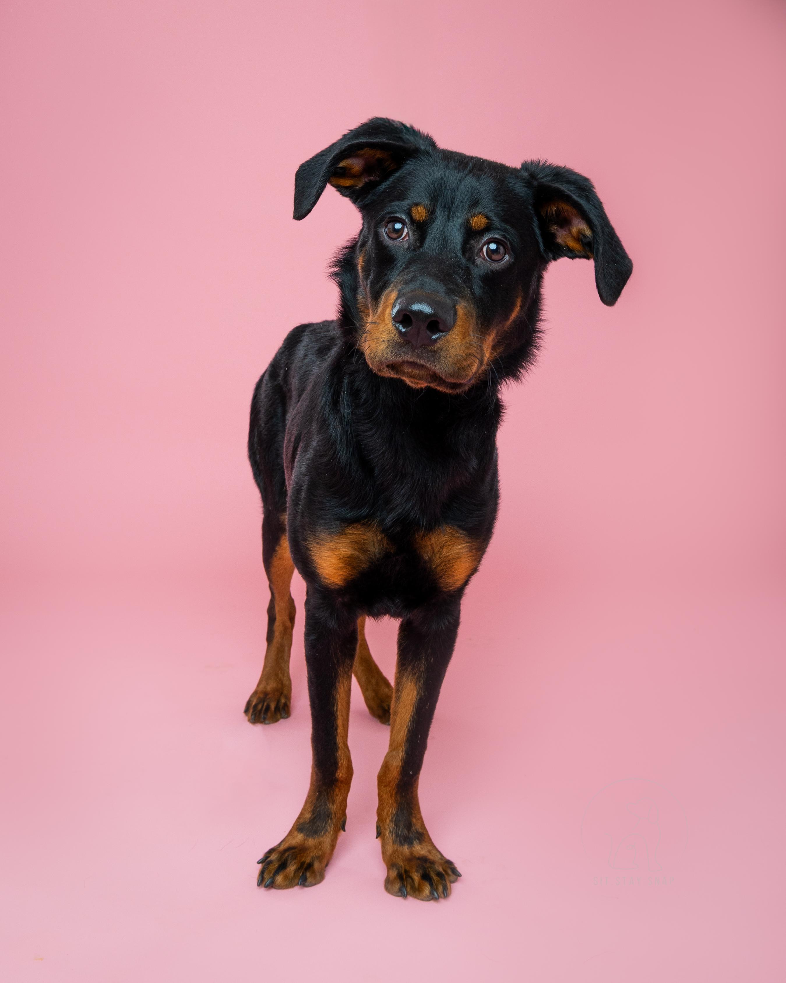 Enlarge Smalls, a ADOPTABLE mixed breed in Fort Collins, CO image 1/6
