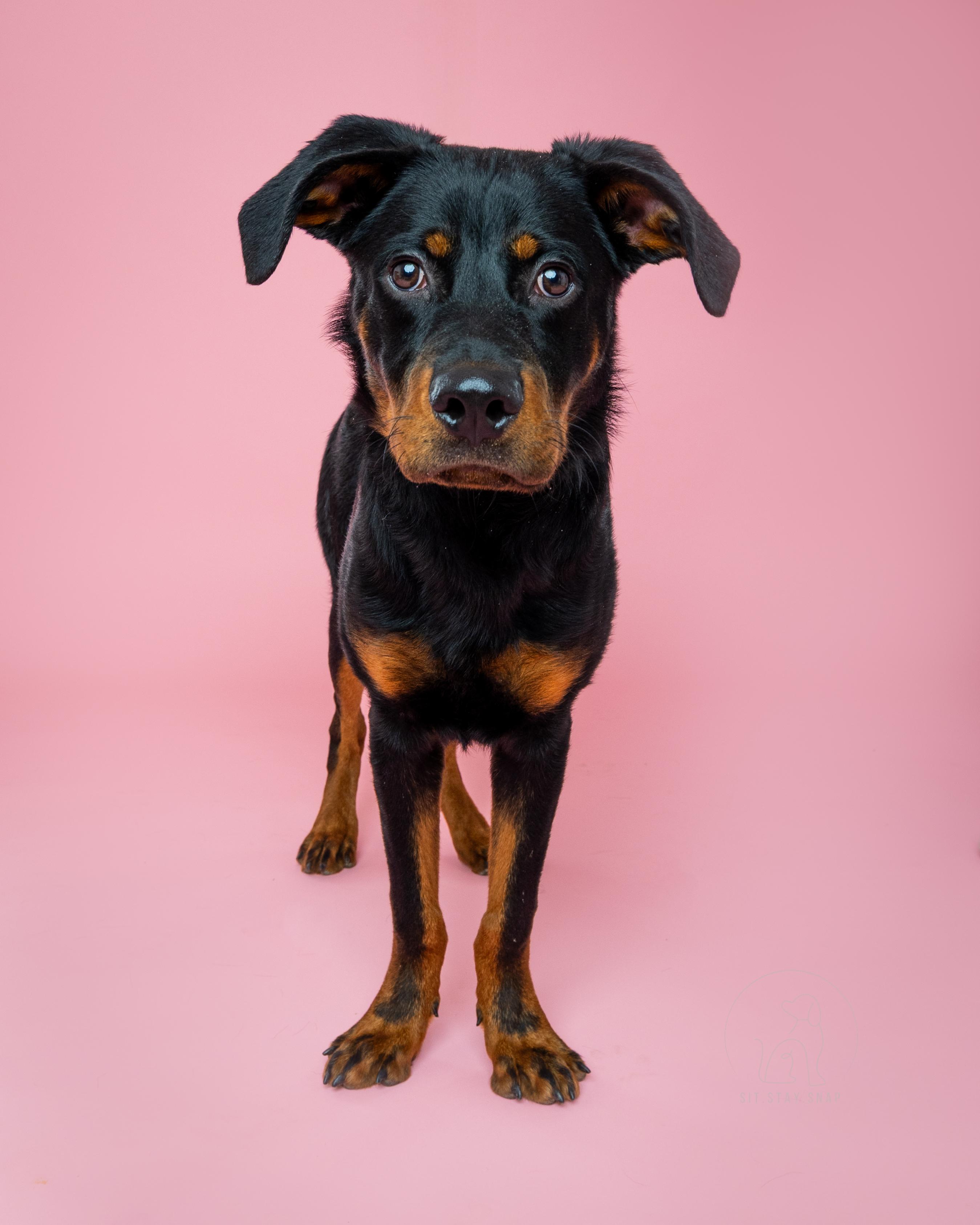 Enlarge Smalls, a ADOPTABLE mixed breed in Fort Collins, CO image 6/6